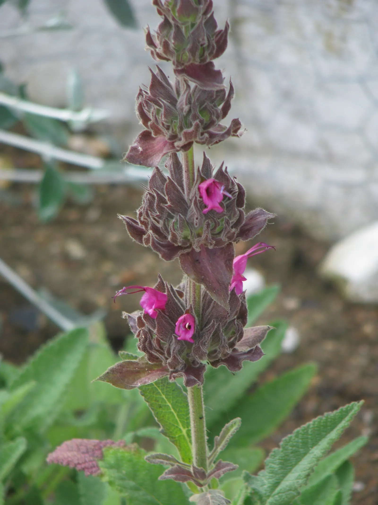 Hummingbird Sage (Salvia Spathacea) — courtesy of its strikingly vivid; its inviting scent and tubular flowers will be a perennial delight not just for your