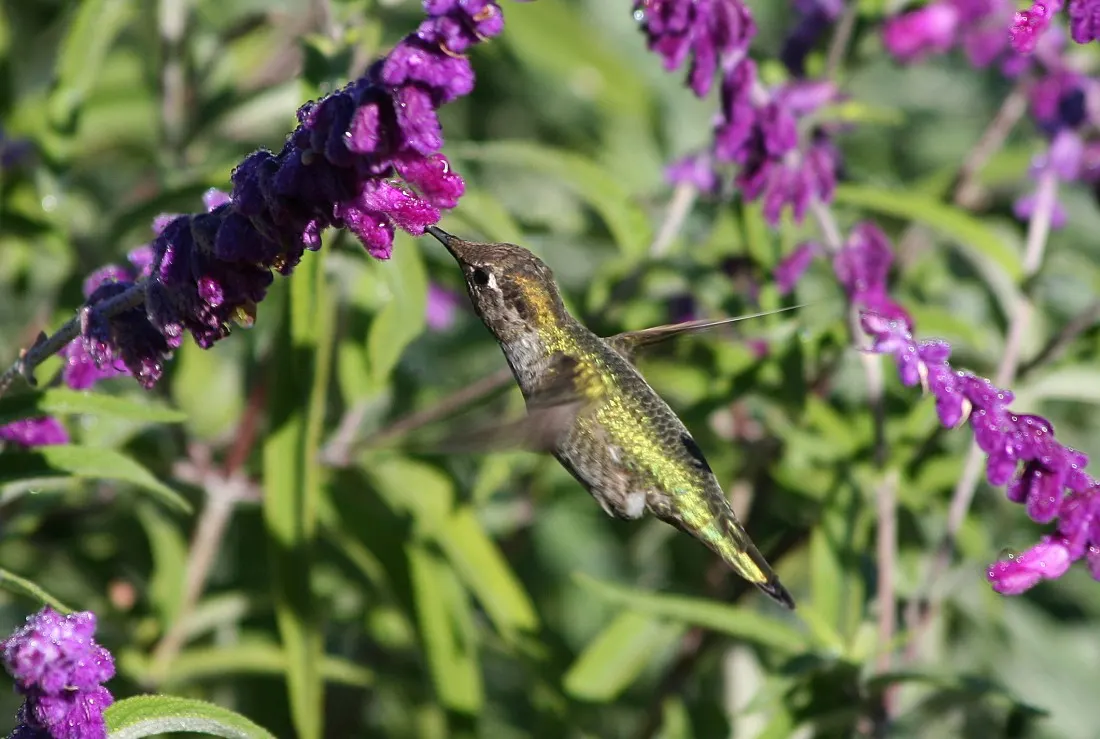 Hummingbird Sage (Salvia Spathacea) — but for an array of pollinators