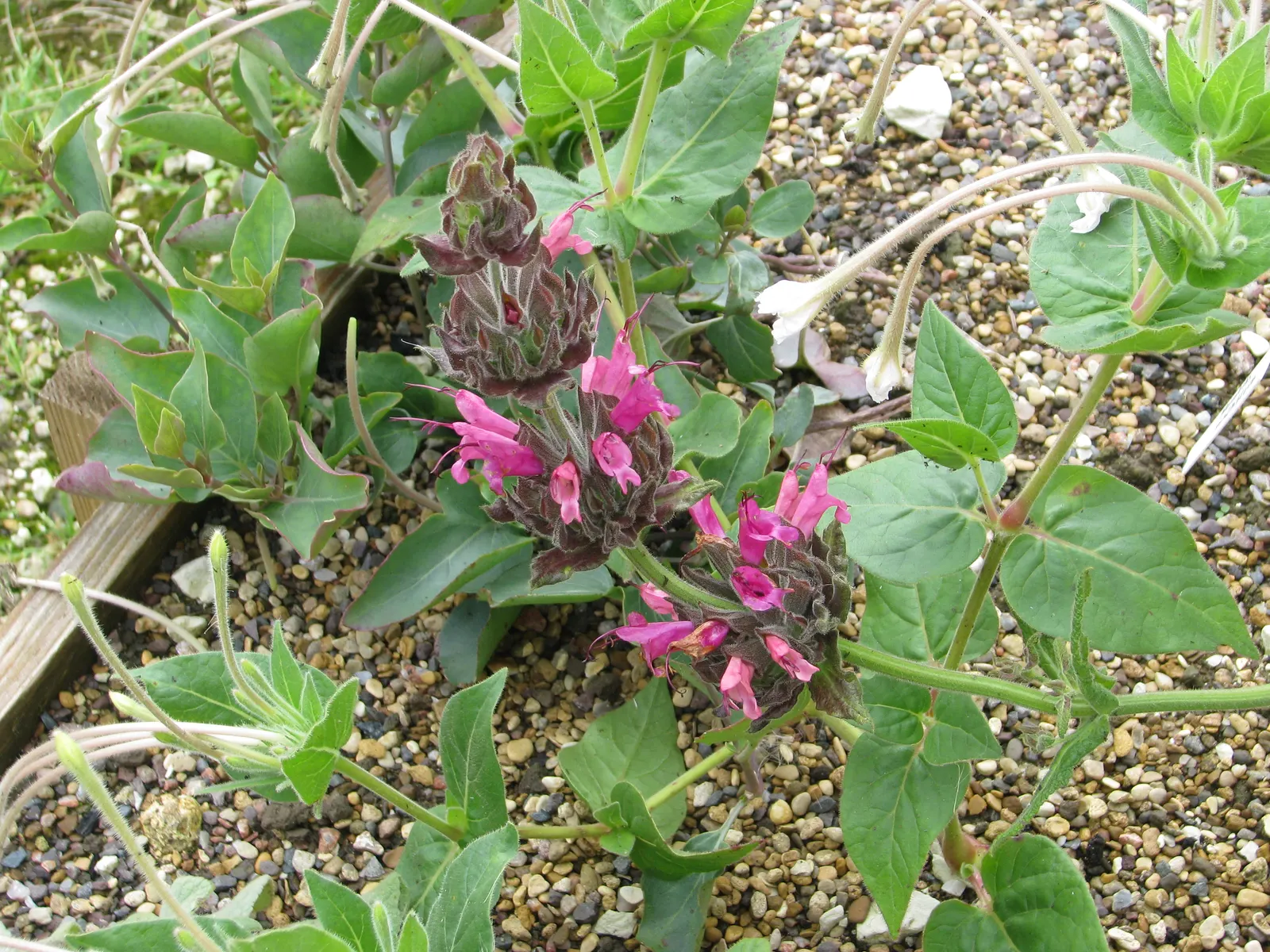 Hummingbird Sage (Salvia Spathacea) — Hummingbird Sage requires minimal irrigation; and it becomes a prime candidate for erosion control on slopes.<br><br>When
