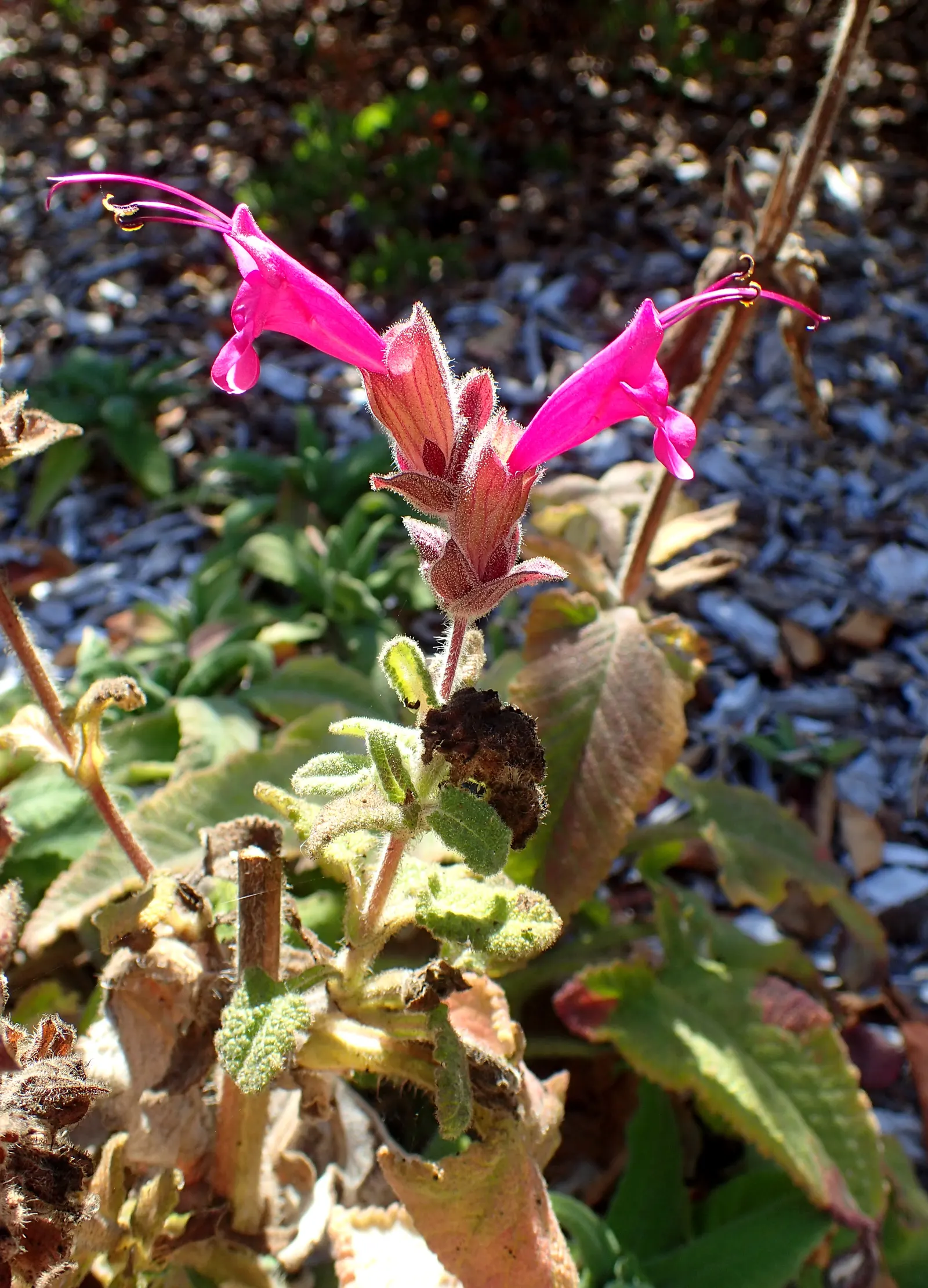Hummingbird Sage (Salvia Spathacea) — ground cover / shrub for full or half or shade