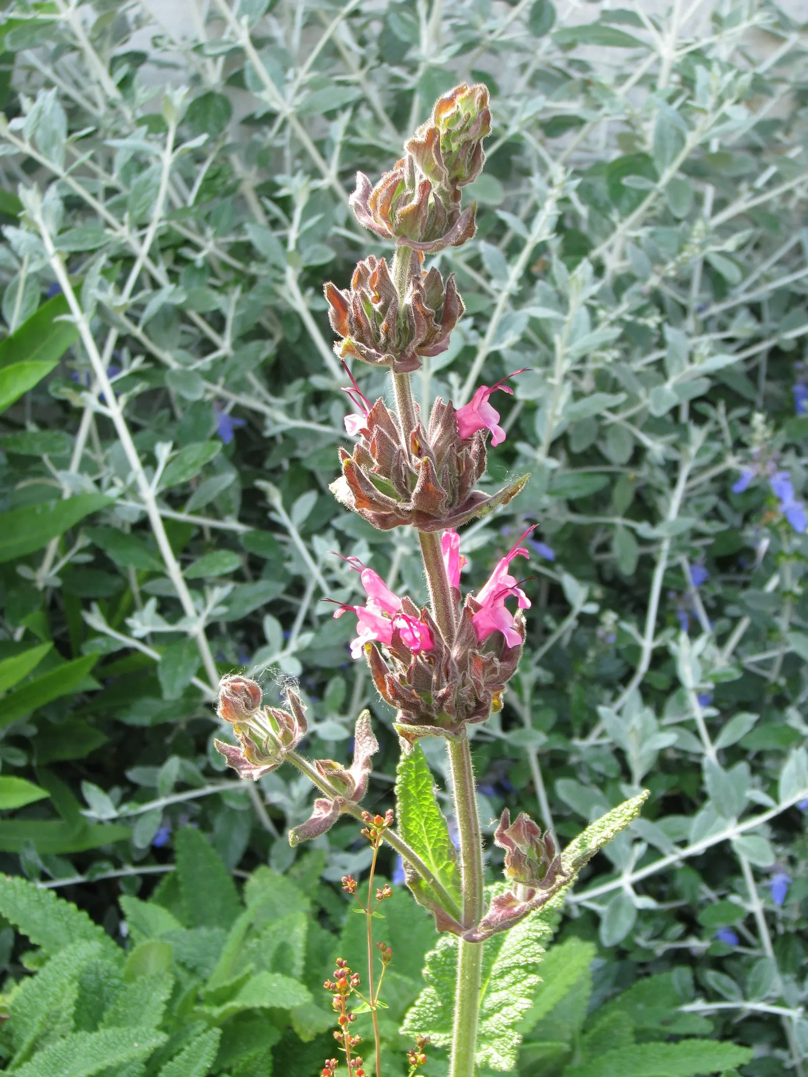 Hummingbird Sage (Salvia Spathacea) — It boasts magenta-red flower spikes that rise above aromatic; thriving with a monthly watering regime during dry