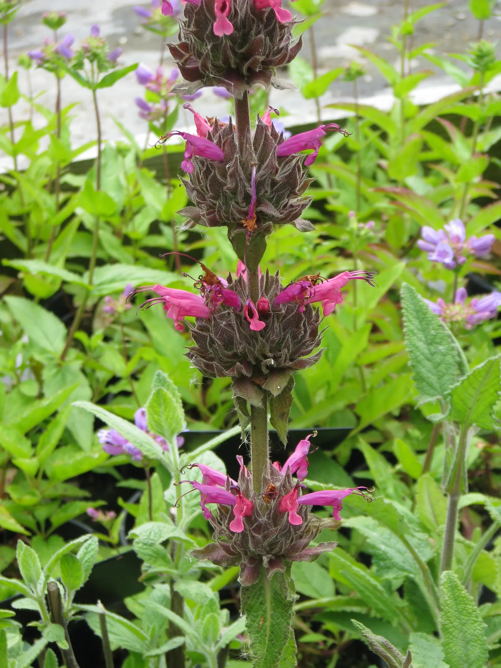 Hummingbird Sage (Salvia Spathacea) — Hummingbird Sage (Salvia spathacea) is an evergreen perennial native to California; green leaves in spring and summer