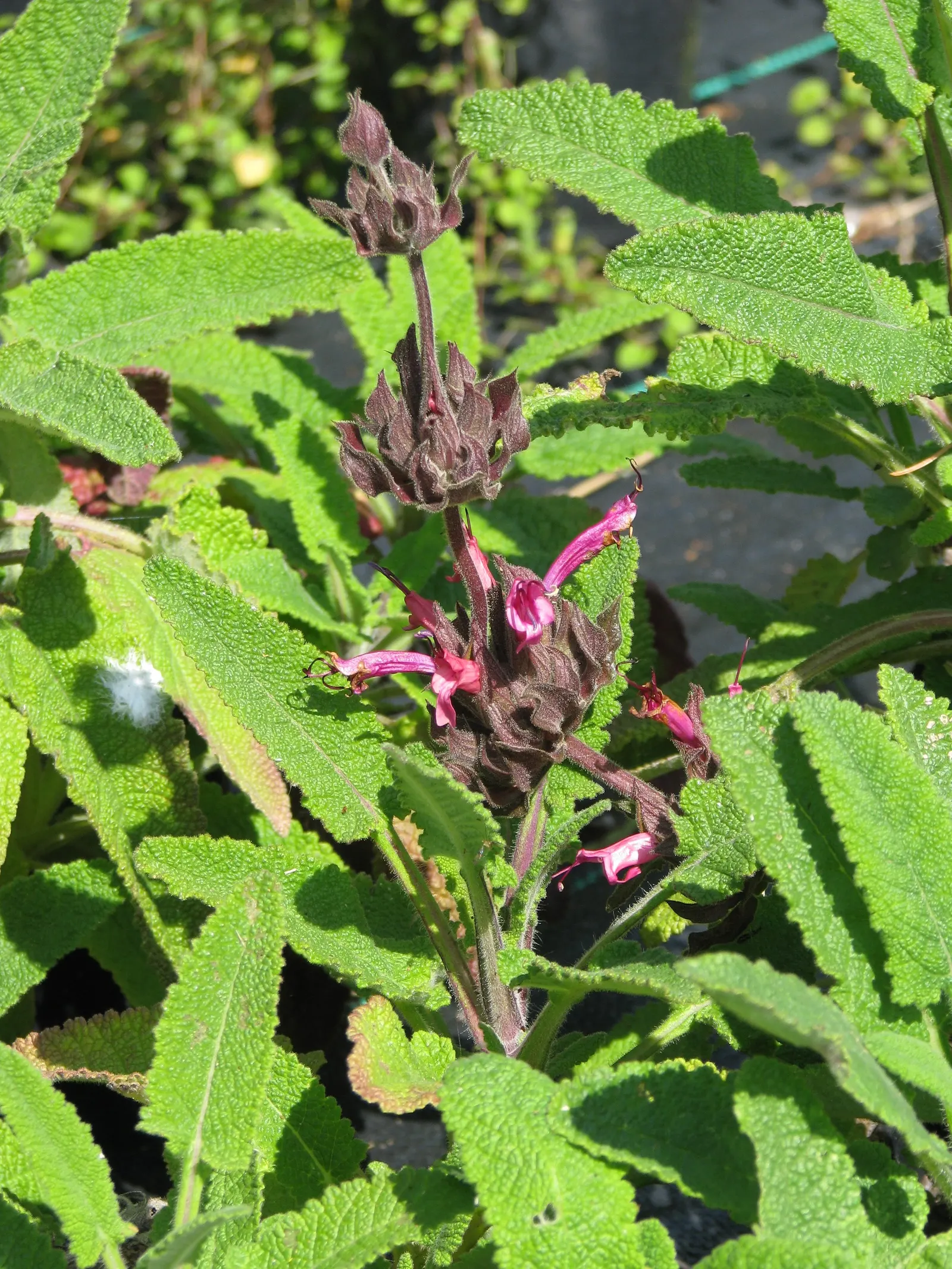 Hummingbird Sage (Salvia Spathacea) — Its inviting scent and tubular flowers will be a perennial delight not just for your clients