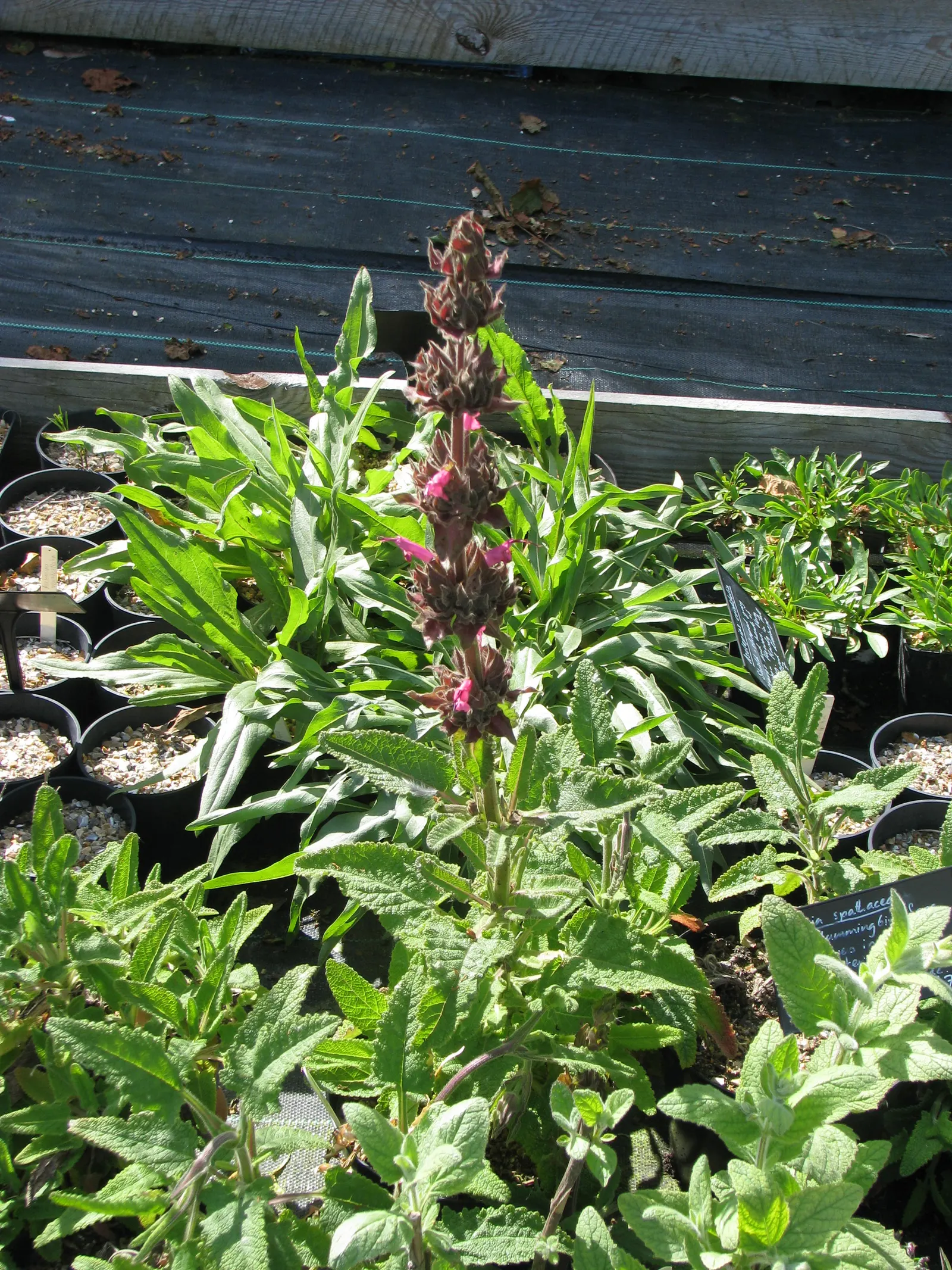 Hummingbird Sage (Salvia Spathacea) — It's well-suited to woodland gardens, naturalized areas, and even as a fragrant ground cover; hummingbird Sage (Salvia