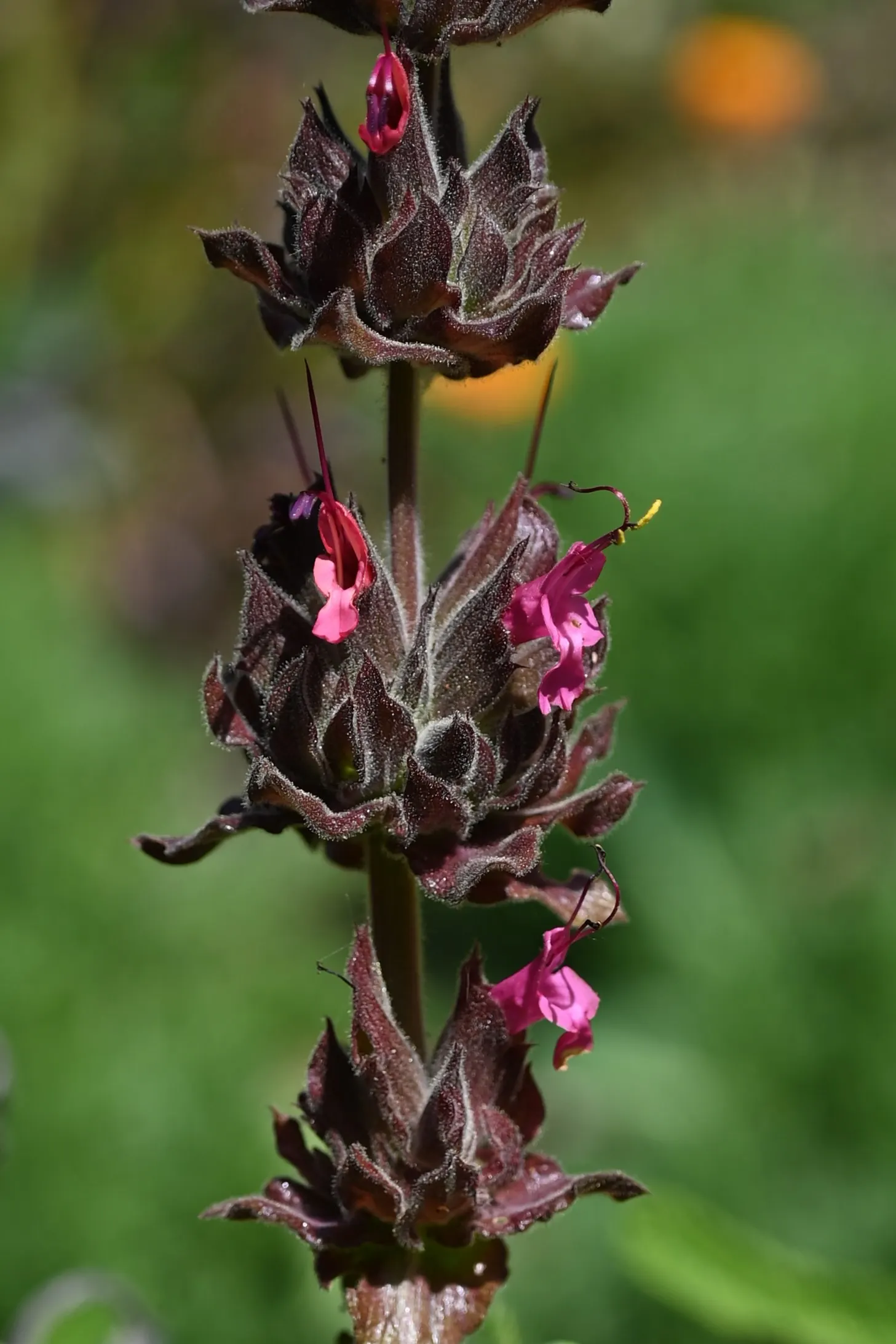 Hummingbird Sage (Salvia Spathacea) — As its common name suggests; this sage species is highly attractive to hummingbirds