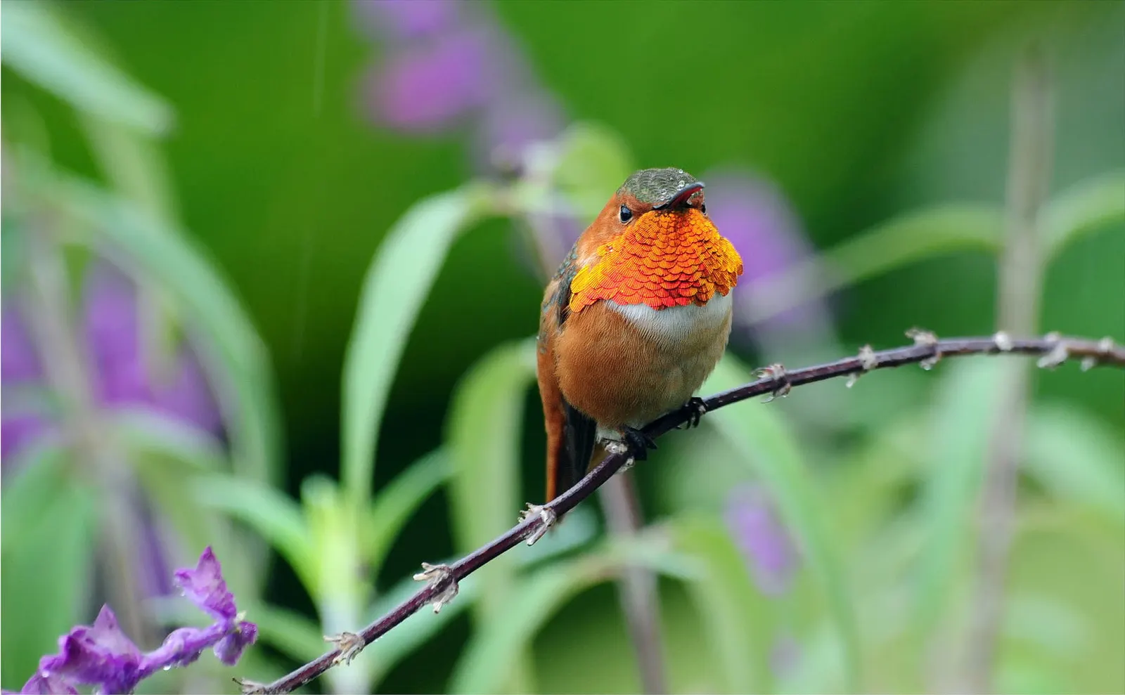 Hummingbird Sage (Salvia Spathacea) — with its spread reaching up to 3 feet while maintaining a modest height of about 1 to 3 feet