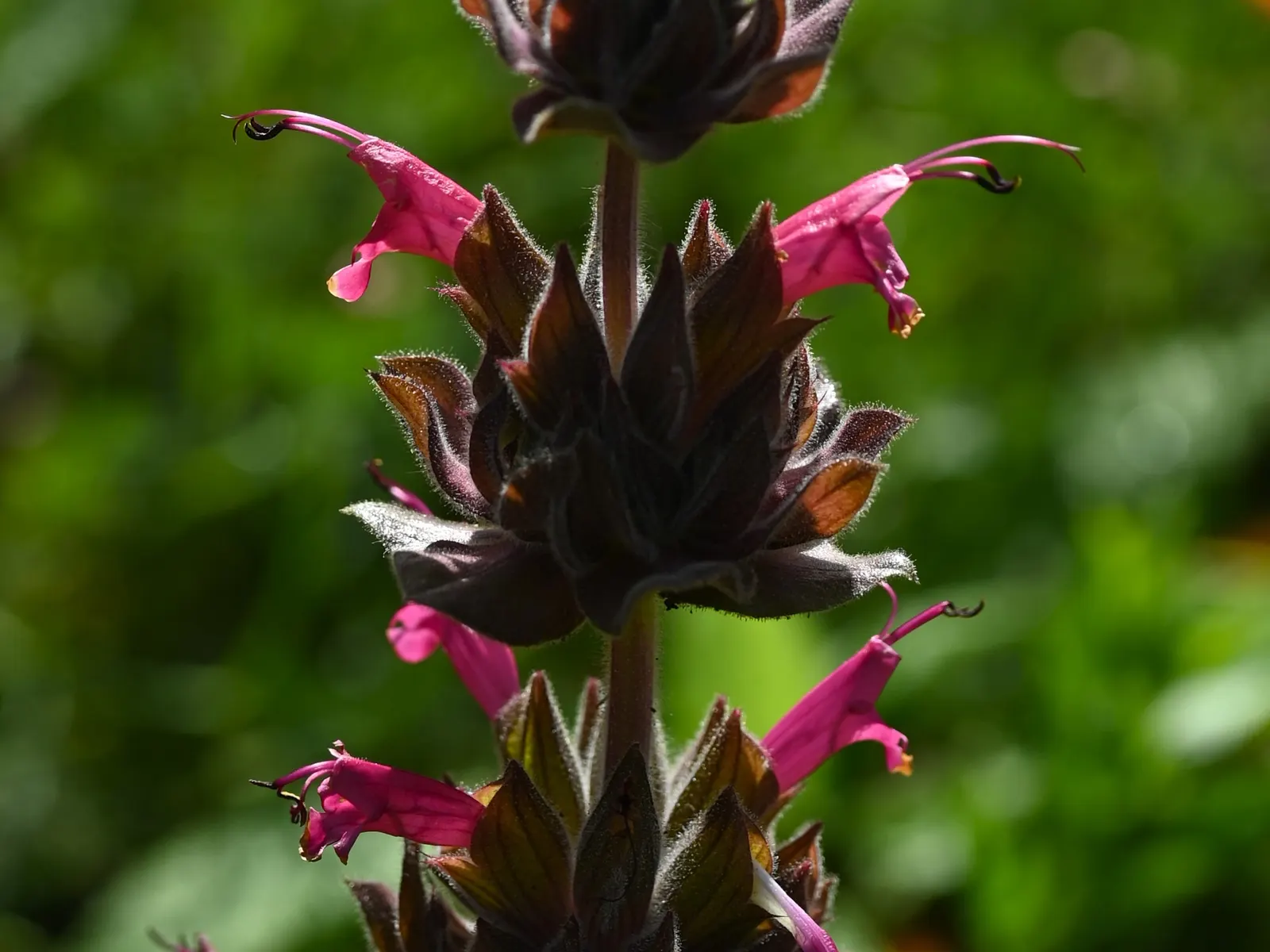 Hummingbird Sage (Salvia Spathacea) — Hummingbird Sage (Salvia spathacea) is a captivating perennial herbaceous plant; pink flowers in the garden