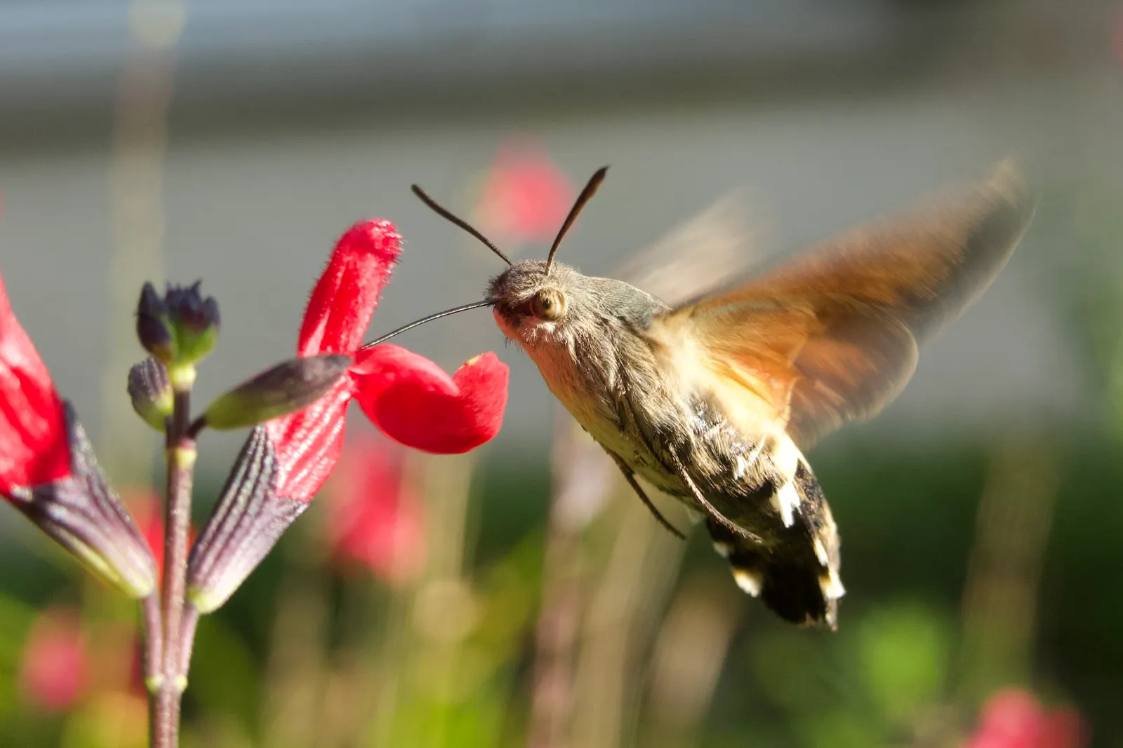Hummingbird Sage (Salvia Spathacea) — Its aromatic foliage is a rich green, with broad, ovate leaves that can stretch up to 3 inches long