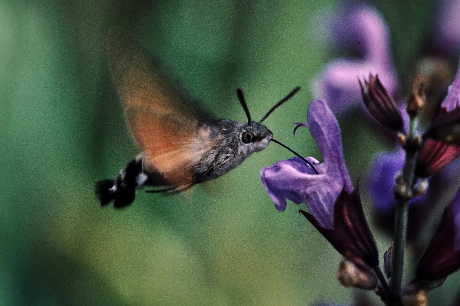 Hummingbird Sage (Salvia Spathacea) — notably thriving in the region's coastal and foothill areas