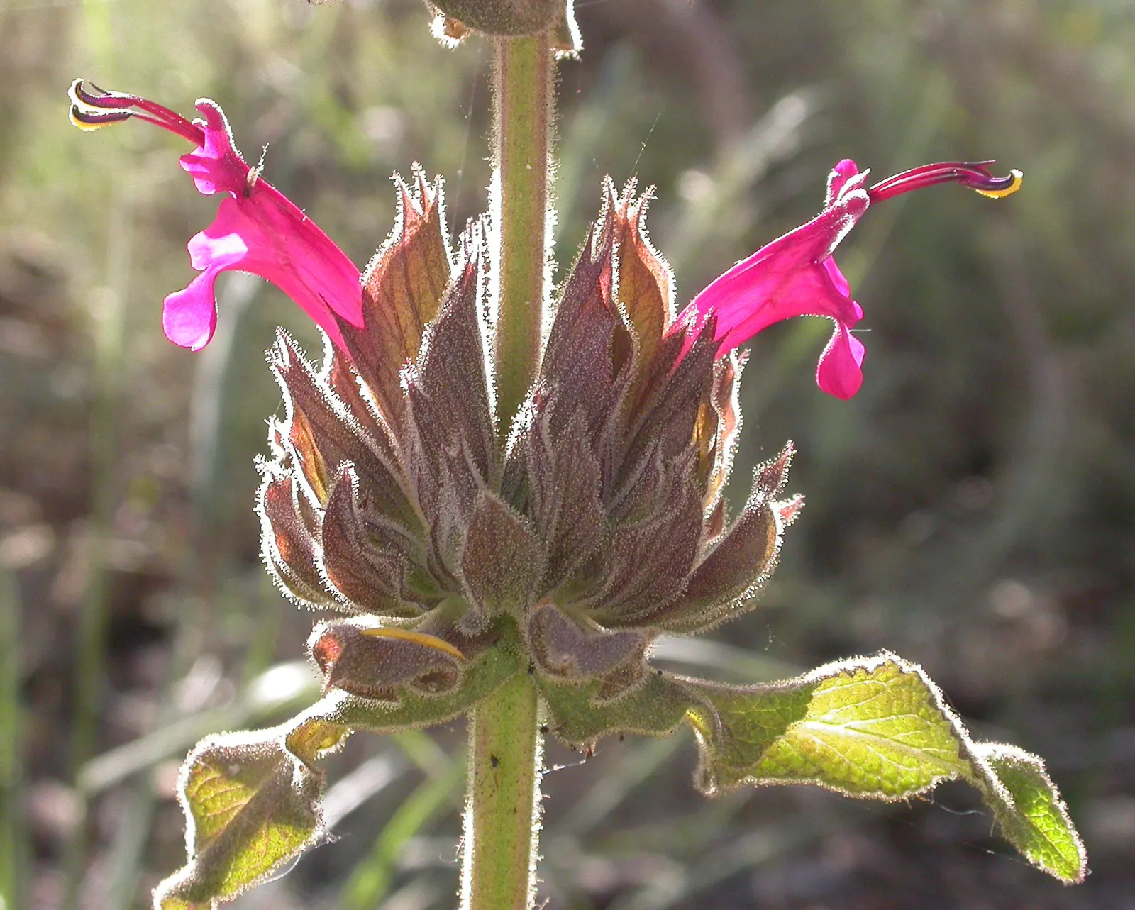 Hummingbird Sage (Salvia Spathacea) — though it tolerates full sun in cooler coastal climates; reaching heights and spreads of 1-3 feet