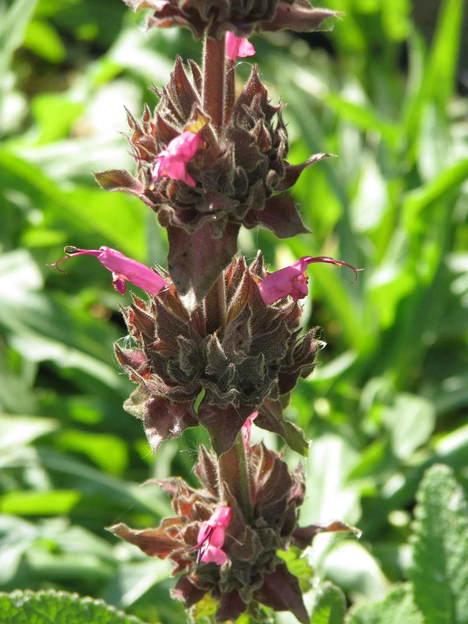Hummingbird Sage (Salvia Spathacea) — this sage species is highly attractive to hummingbirds; salvia spathacea prefers well-draining soil