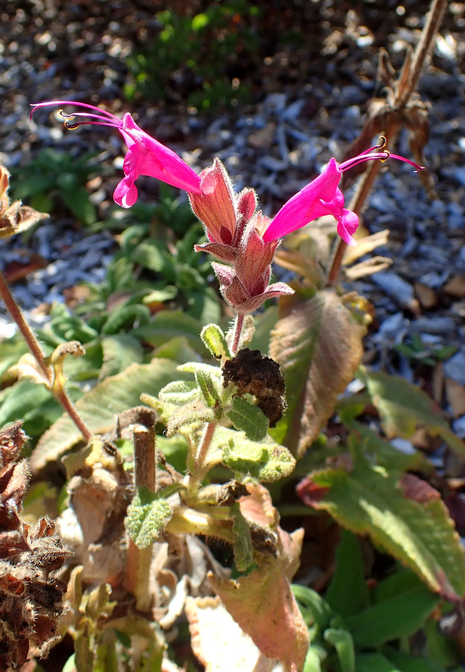 Hummingbird Sage (Salvia Spathacea) — reaching heights and spreads of 1-3 feet; as its common name suggests