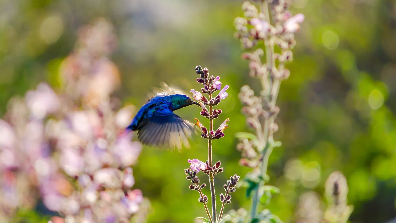 Hummingbird Sage (Salvia Spathacea) — courtesy of its strikingly vivid