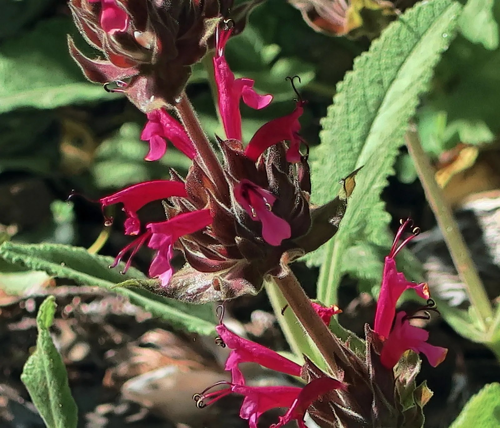 Hummingbird Sage (Salvia Spathacea) — As its common name suggests