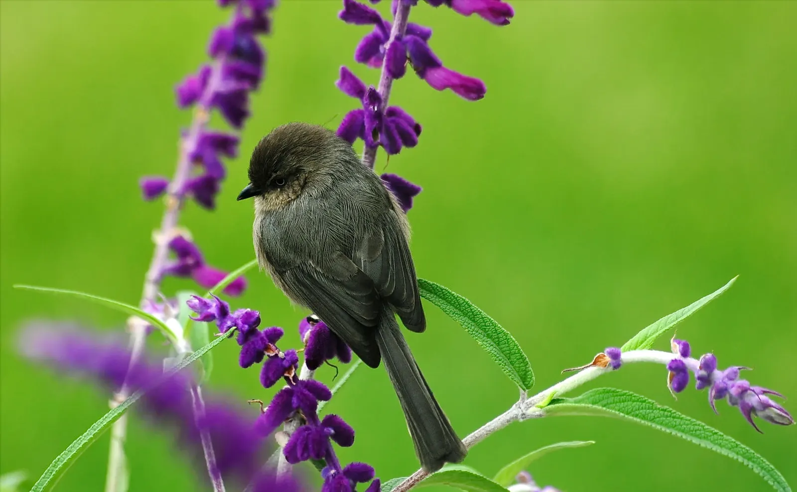 Hummingbird Sage (Salvia Spathacea) — and the vibrant color it contributes from mid-spring into summer