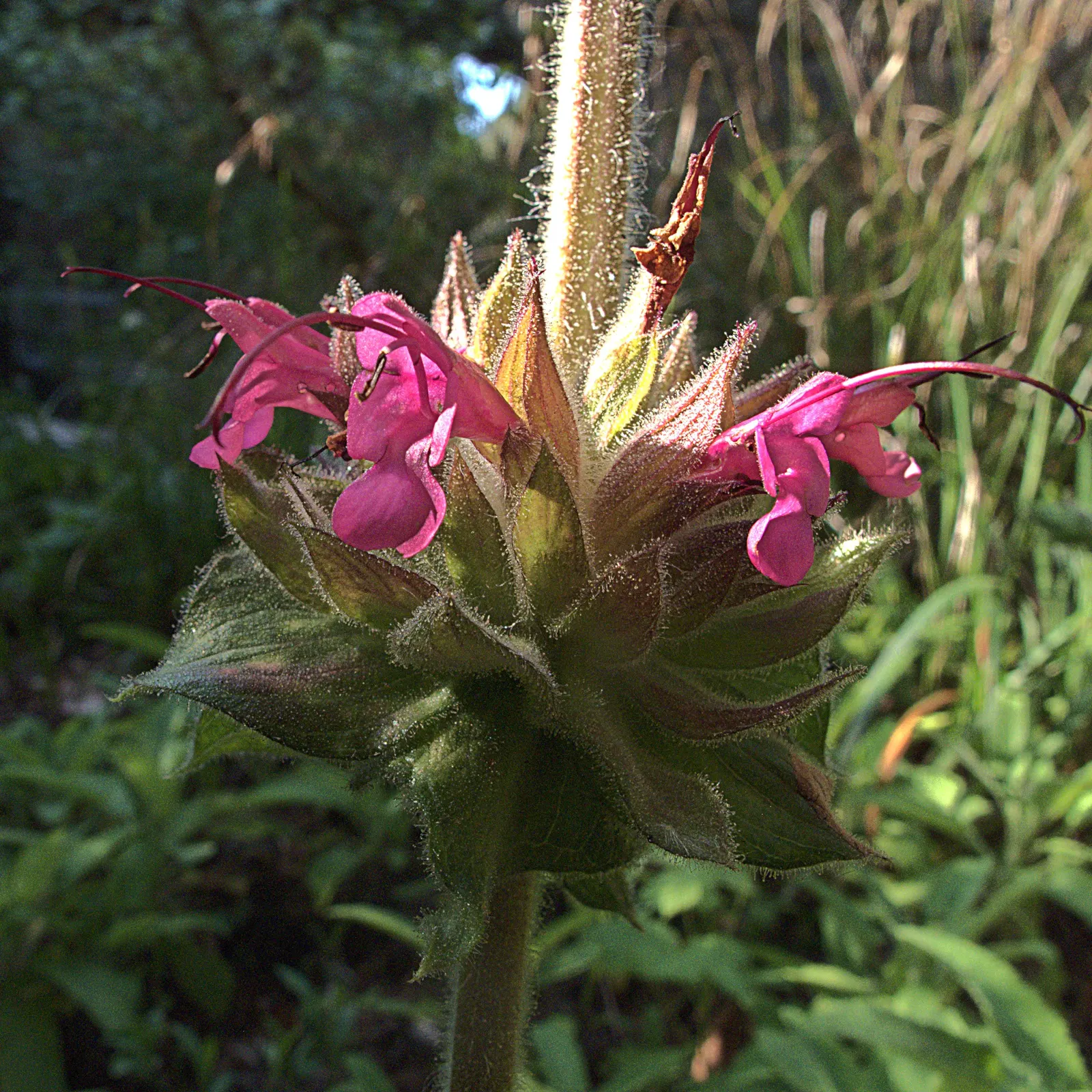 Hummingbird Sage (Salvia Spathacea) — this sage species is highly attractive to hummingbirds