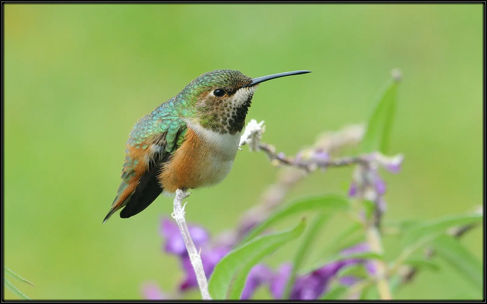 Hummingbird Sage (Salvia Spathacea) — Notably drought-resistant once established