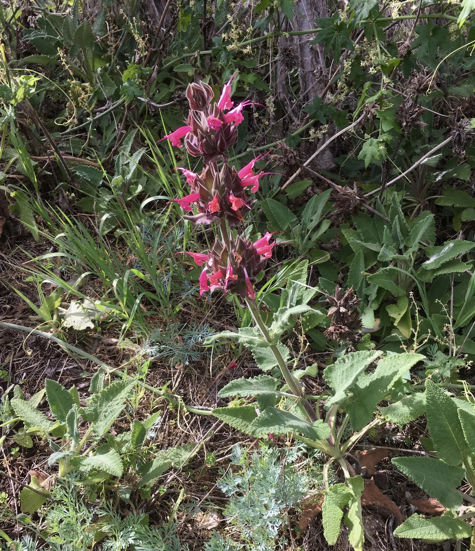 Hummingbird Sage (Salvia Spathacea) — It's well-suited to woodland gardens, naturalized areas, and even as a fragrant ground cover