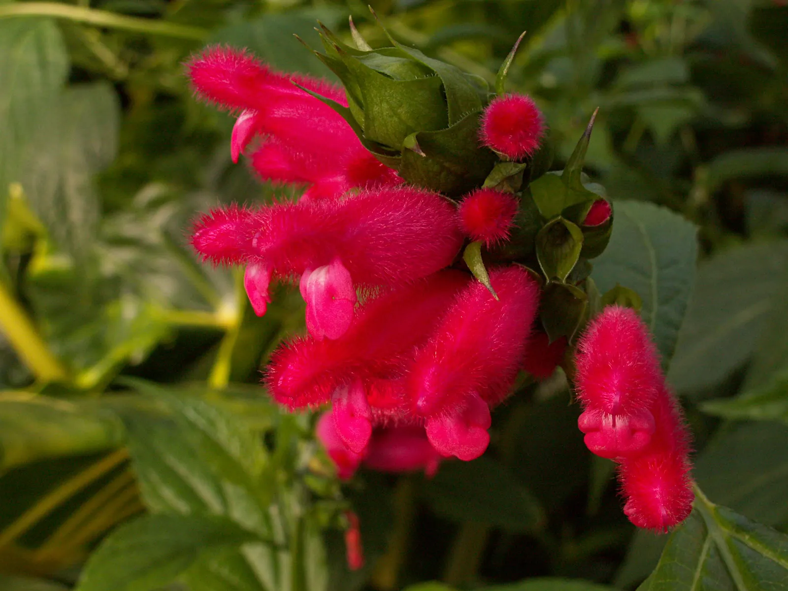 Hummingbird Sage (Salvia Spathacea) — This drought-tolerant species thrives in well-drained soils and requires minimal maintenance