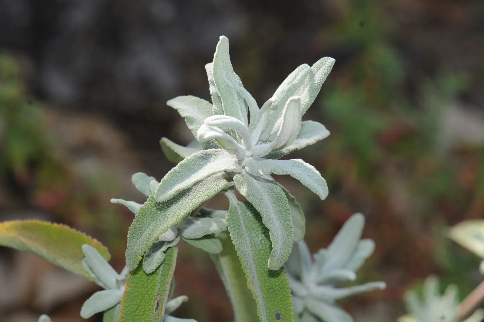 Hummingbird Sage (Salvia Spathacea) — thriving with a monthly watering regime during dry spells.<br><br>For optimal growth