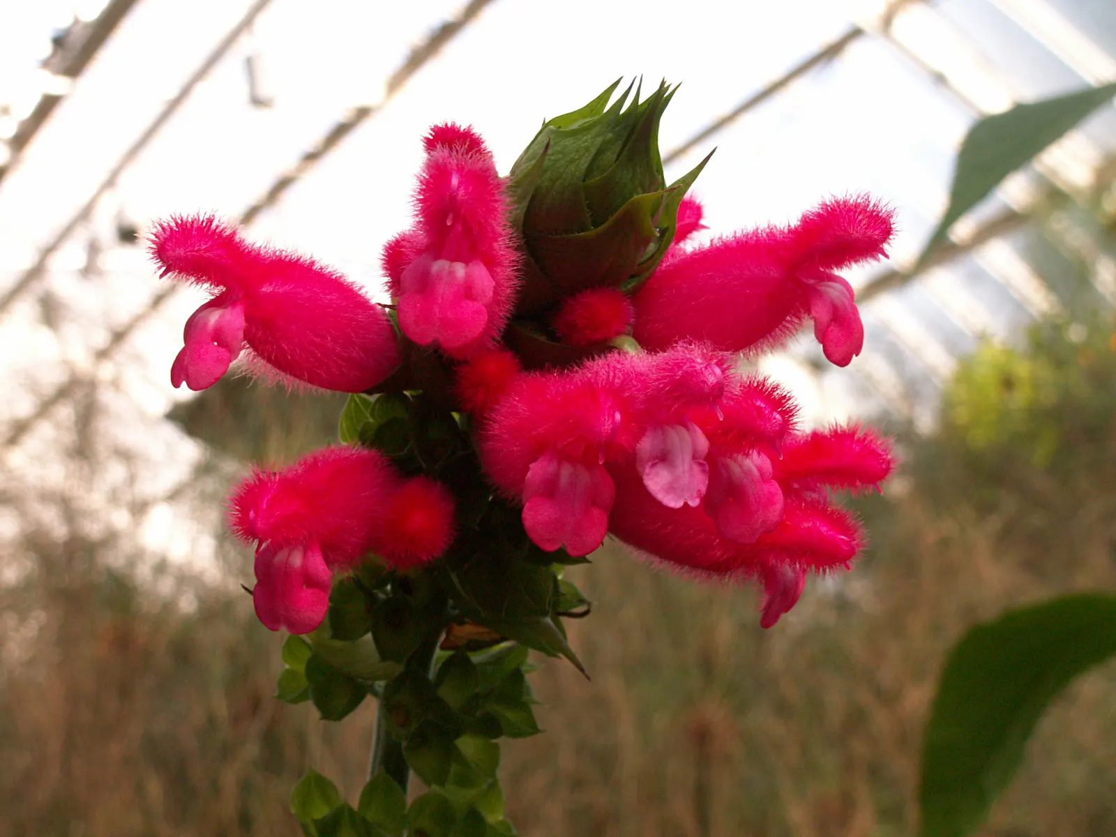 Hummingbird Sage (Salvia Spathacea) — Factor in a spreading habit via underground rhizomes