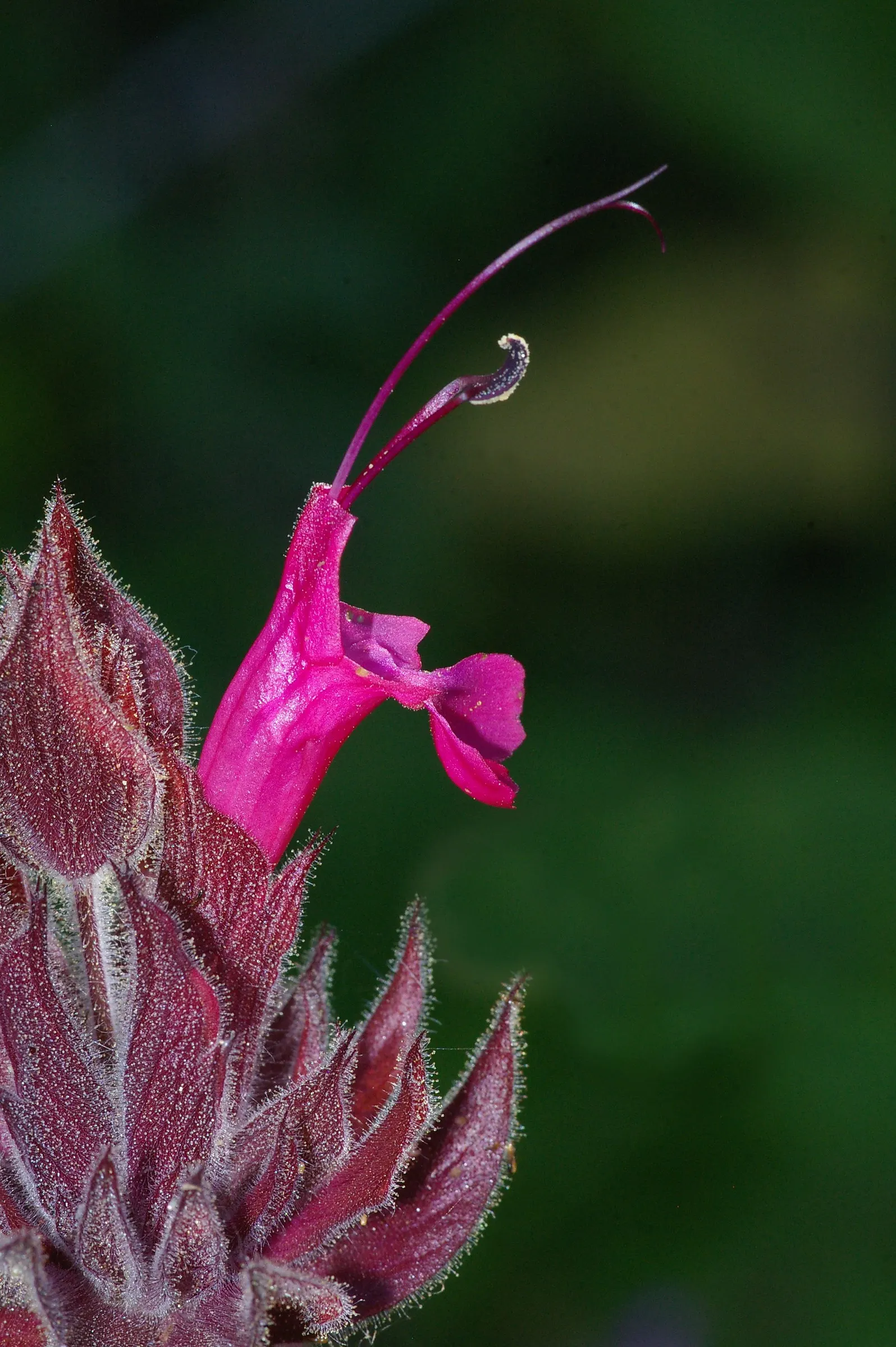 Hummingbird Sage (Salvia Spathacea) — green leaves in spring and summer