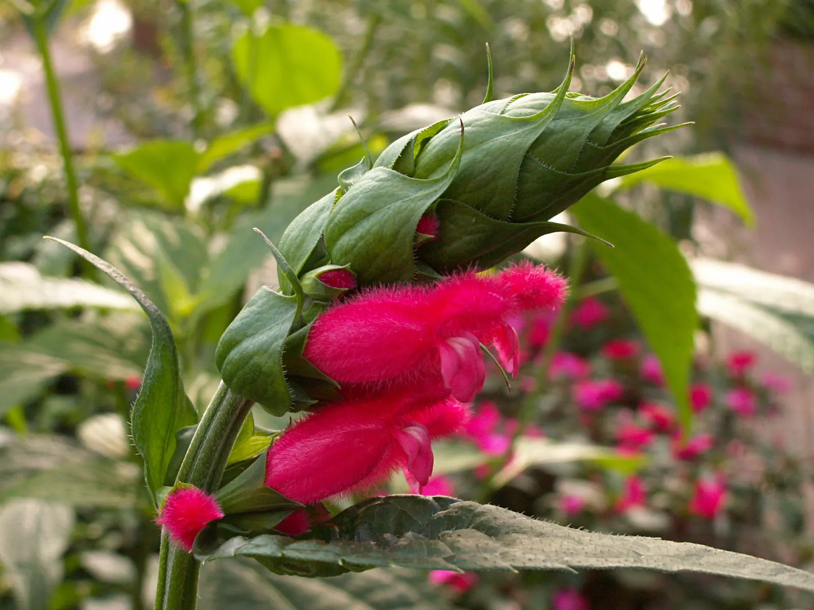 Hummingbird Sage (Salvia Spathacea) — Hummingbird Sage (Salvia spathacea) is an evergreen perennial native to California