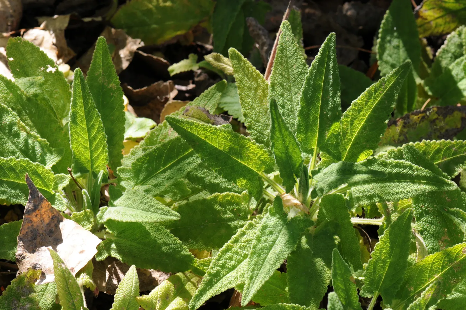 Hummingbird Sage (Salvia Spathacea) — pink flowers in the garden