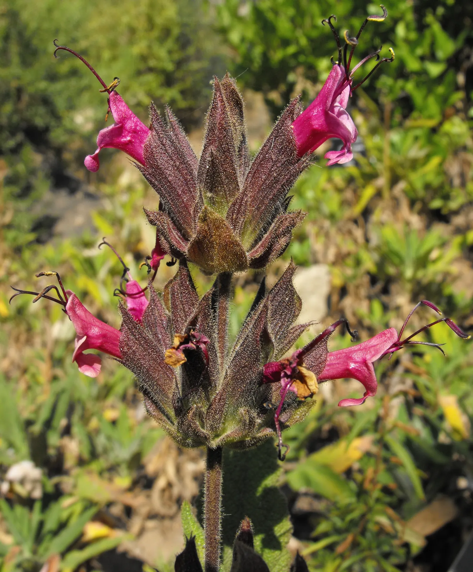 Hummingbird Sage (Salvia Spathacea) — gracefully integrating into woodland gardens; it's well-suited to woodland gardens, naturalized areas, and even as a
