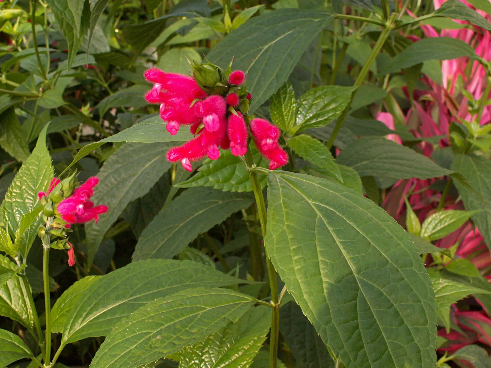 Hummingbird Sage (Salvia Spathacea) — gracefully integrating into woodland gardens