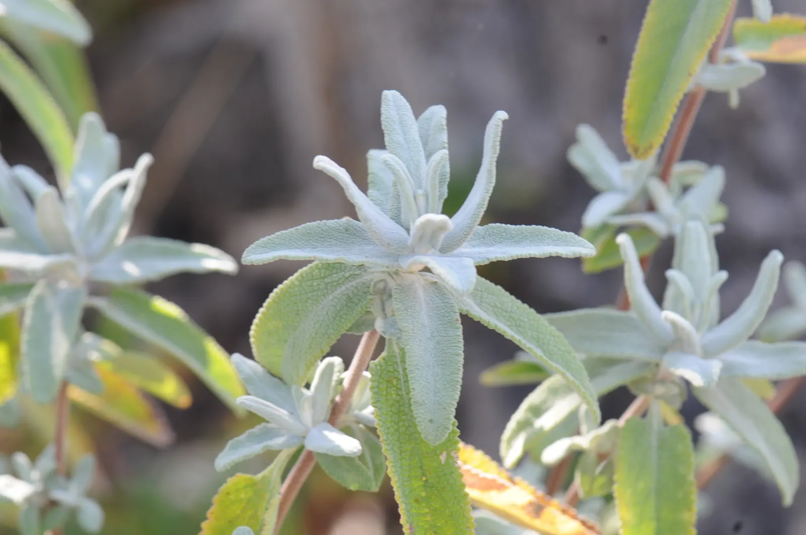 Hummingbird Sage (Salvia Spathacea) — Hummingbird Sage requires minimal irrigation