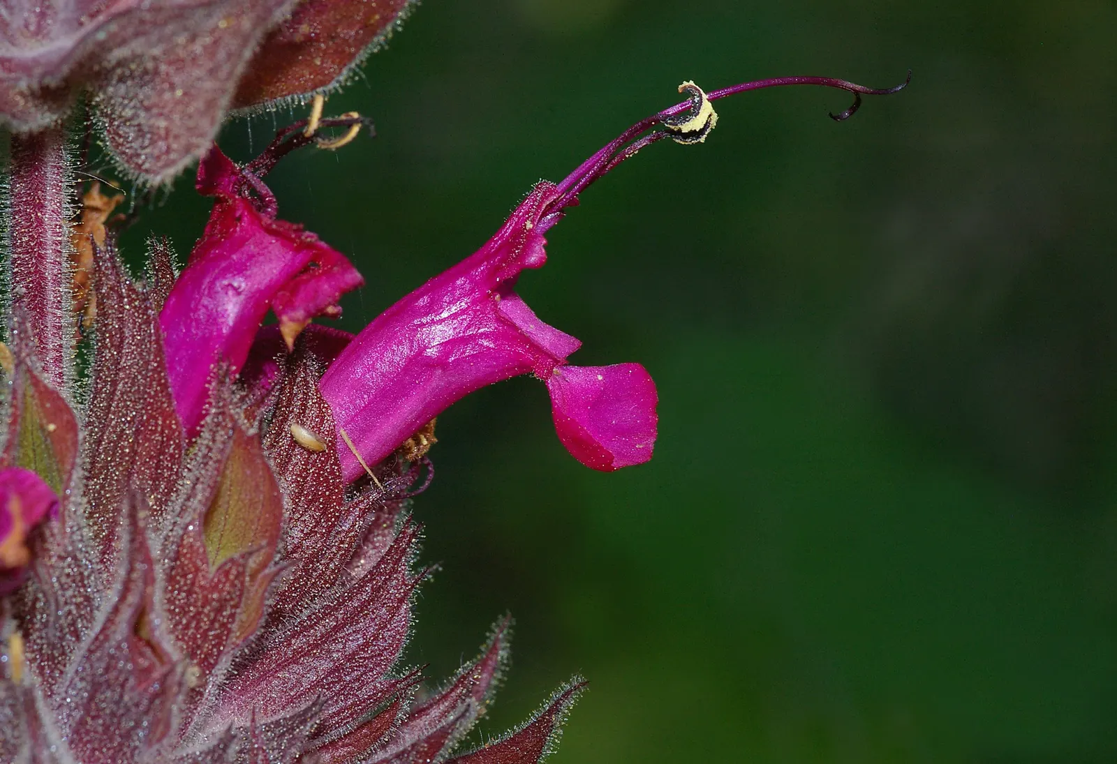 Hummingbird Sage (Salvia Spathacea) — and it becomes a prime candidate for erosion control on slopes.<br><br>When designing landscapes