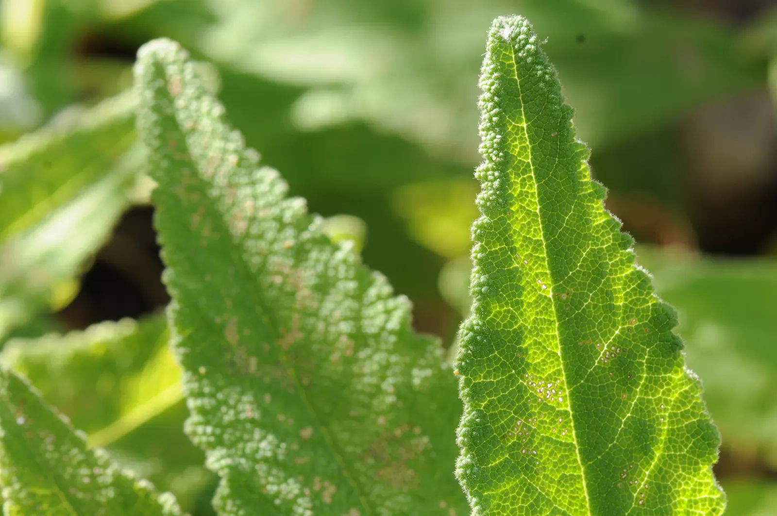Hummingbird Sage (Salvia Spathacea) — ground cover / shrub with pink blooms