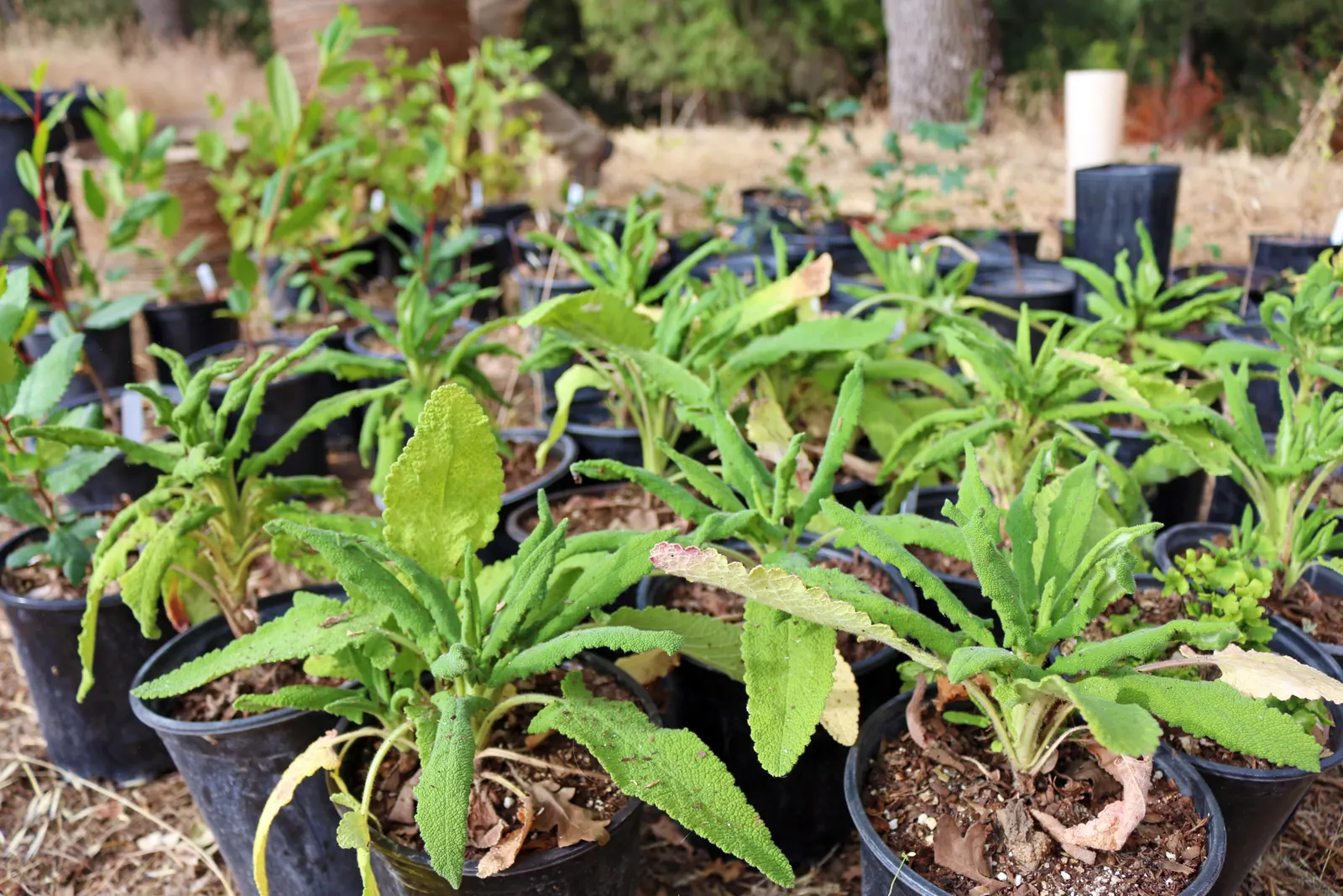 Hummingbird Sage (Salvia Spathacea) — including the cherished hummingbirds that give this plant its name