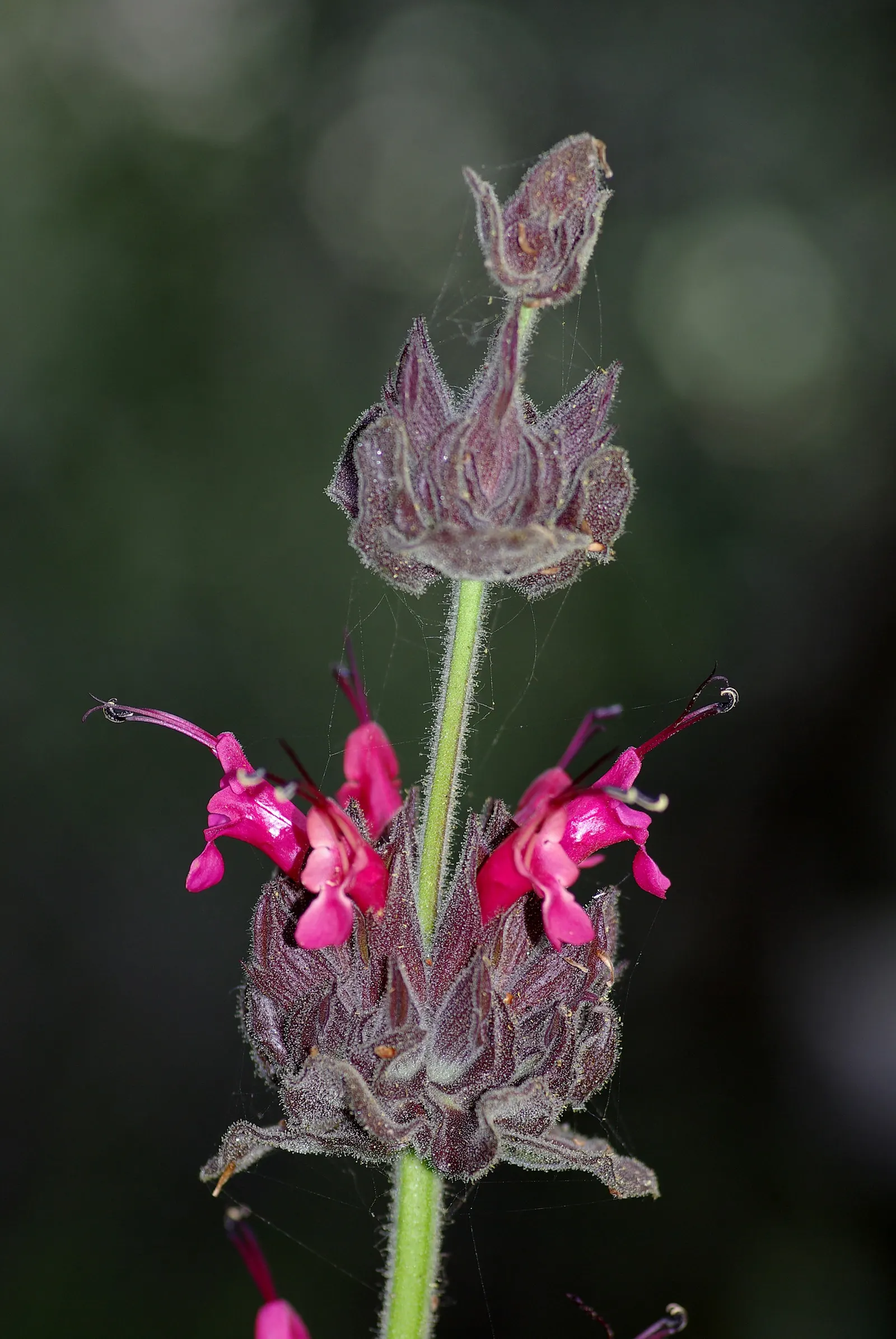 Hummingbird Sage (Salvia Spathacea) — reaching heights and spreads of 1-3 feet