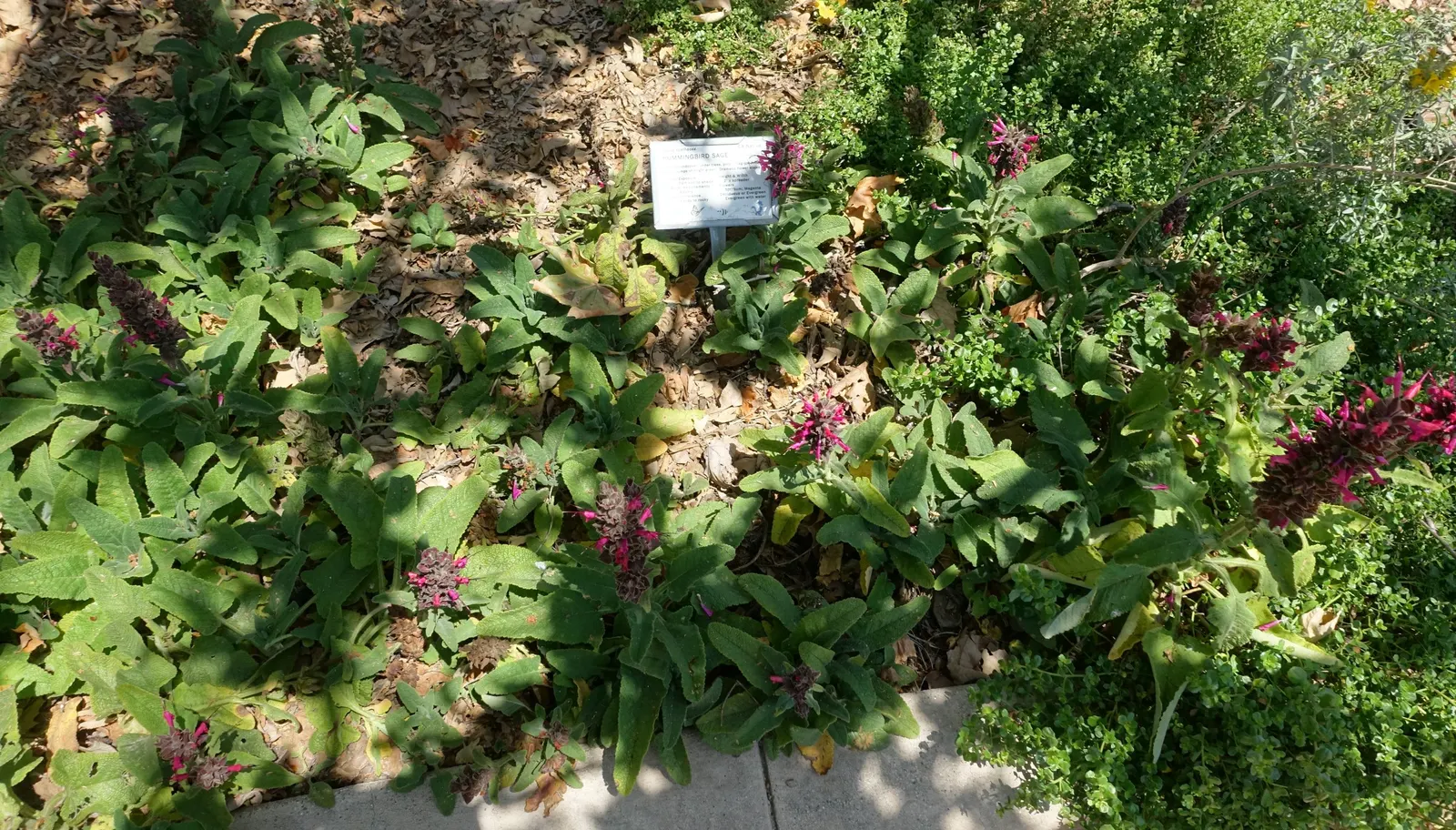 Hummingbird Sage (Salvia Spathacea) — attracting hummingbirds and pollinators; hummingbird Sage (Salvia spathacea) is an evergreen perennial native to