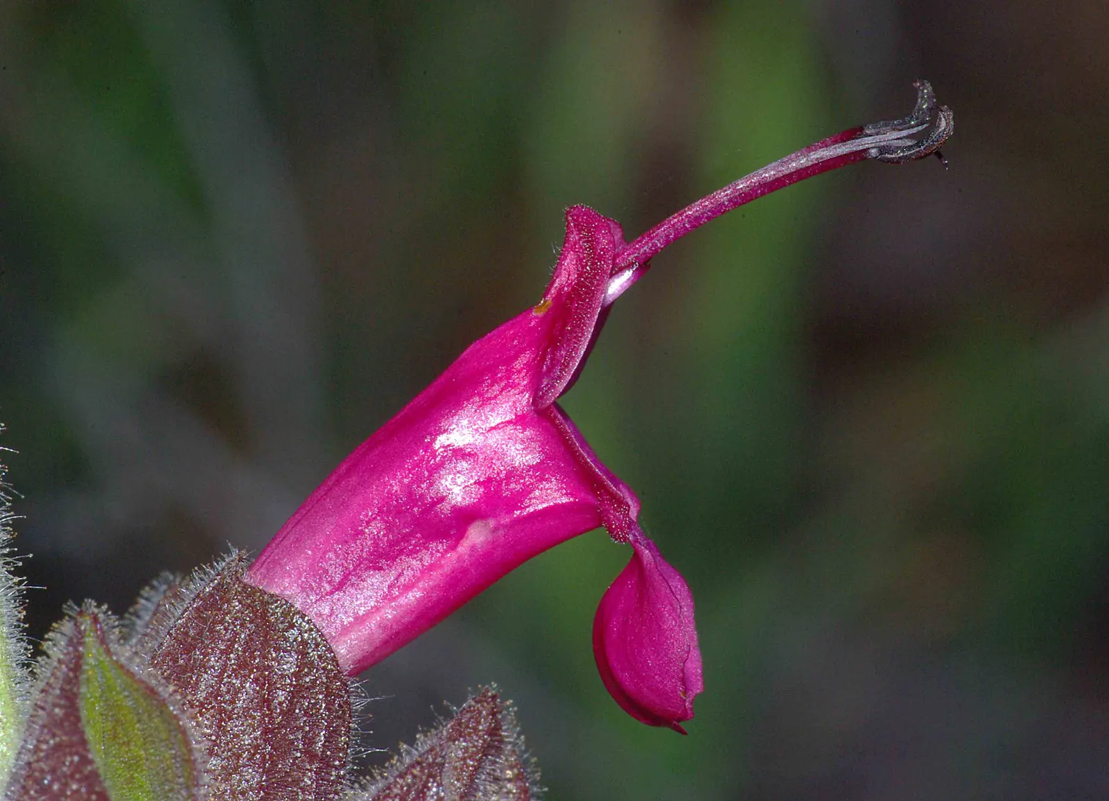 Hummingbird Sage (Salvia Spathacea) — It boasts magenta-red flower spikes that rise above aromatic