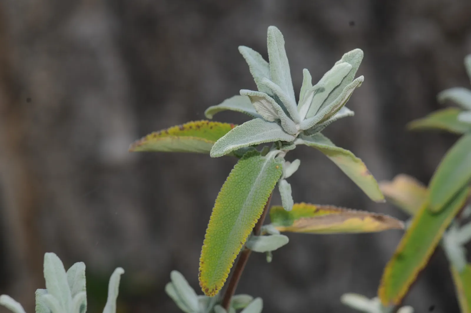 Hummingbird Sage (Salvia Spathacea) — Salvia spathacea prefers well-draining soil