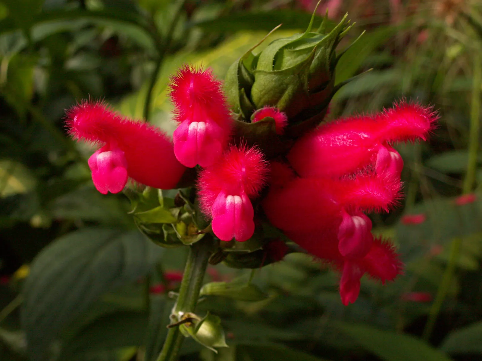 Hummingbird Sage (Salvia Spathacea) — consider the Hummingbird Sage for its low maintenance