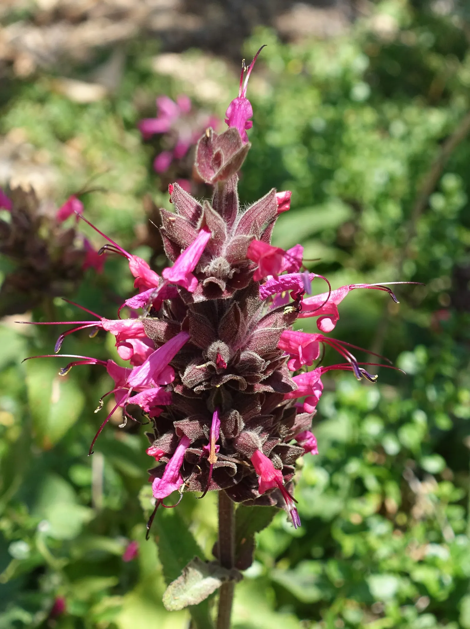 Hummingbird Sage (Salvia Spathacea) — and native plant landscapes