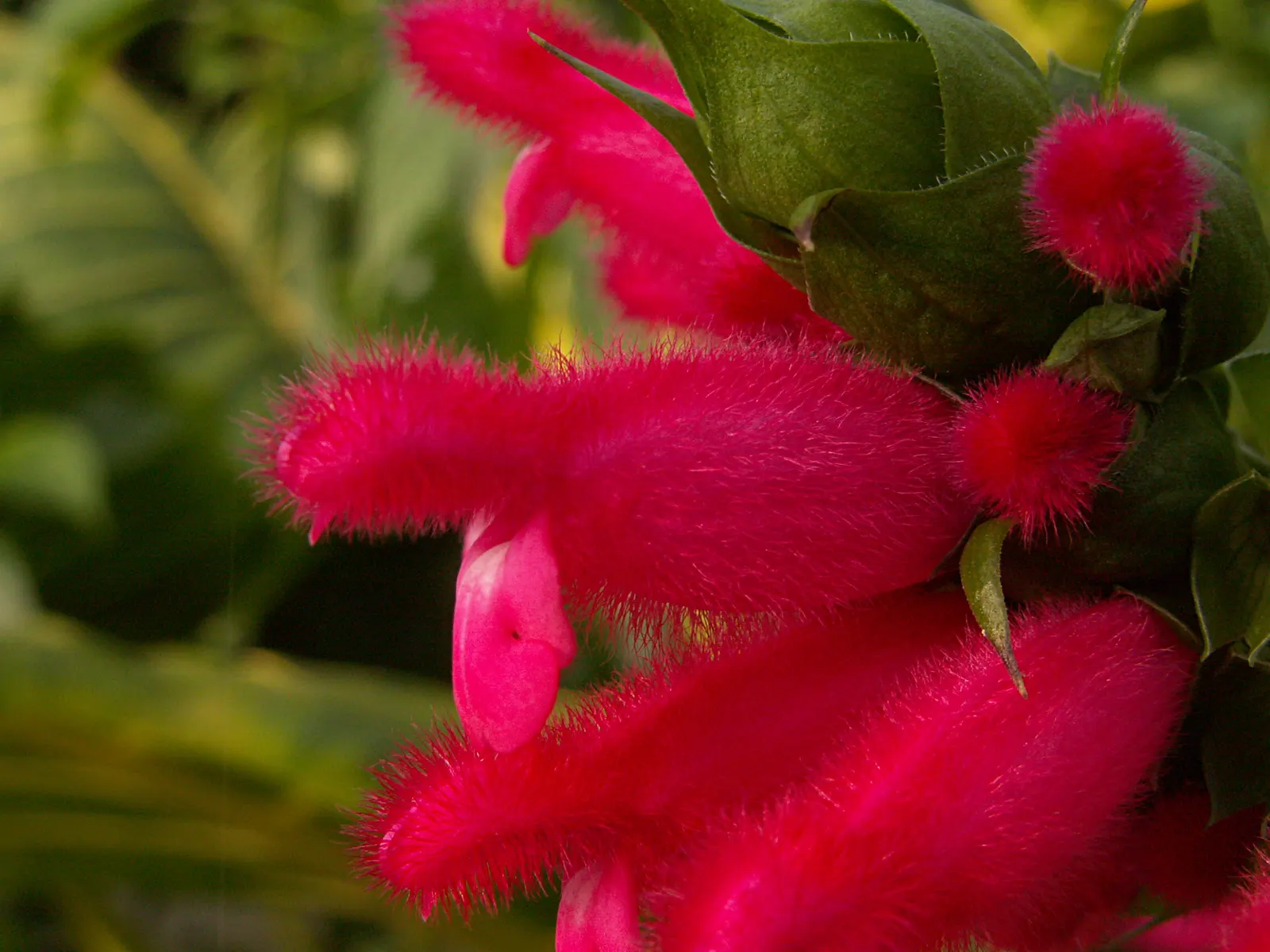 Hummingbird Sage (Salvia Spathacea) — Hummingbird Sage (Salvia spathacea) is a captivating perennial herbaceous plant