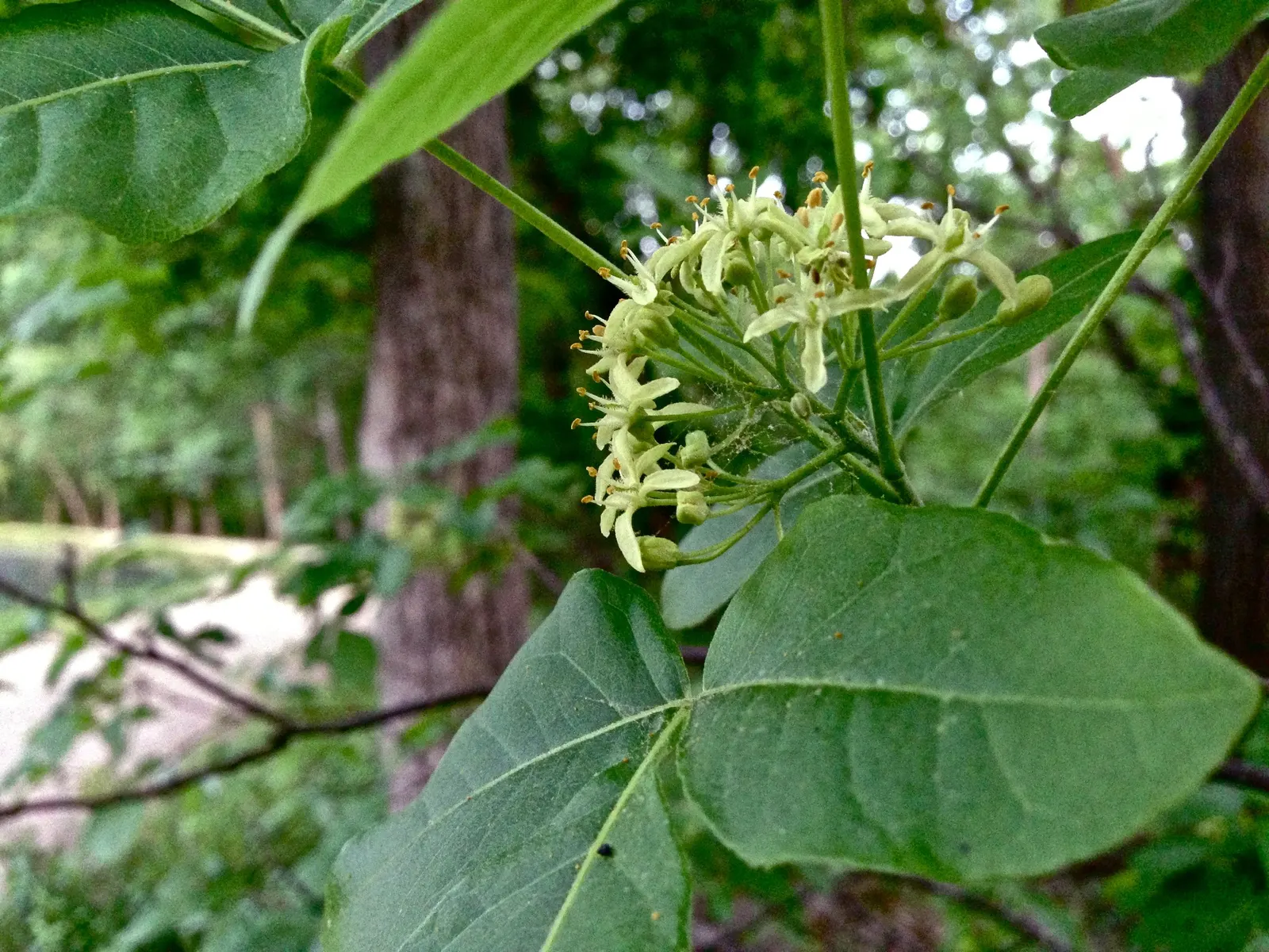Hop Tree (Ptelea Trifoliata) — it is highly resistant to disease and pests; tree for deep shade or shade