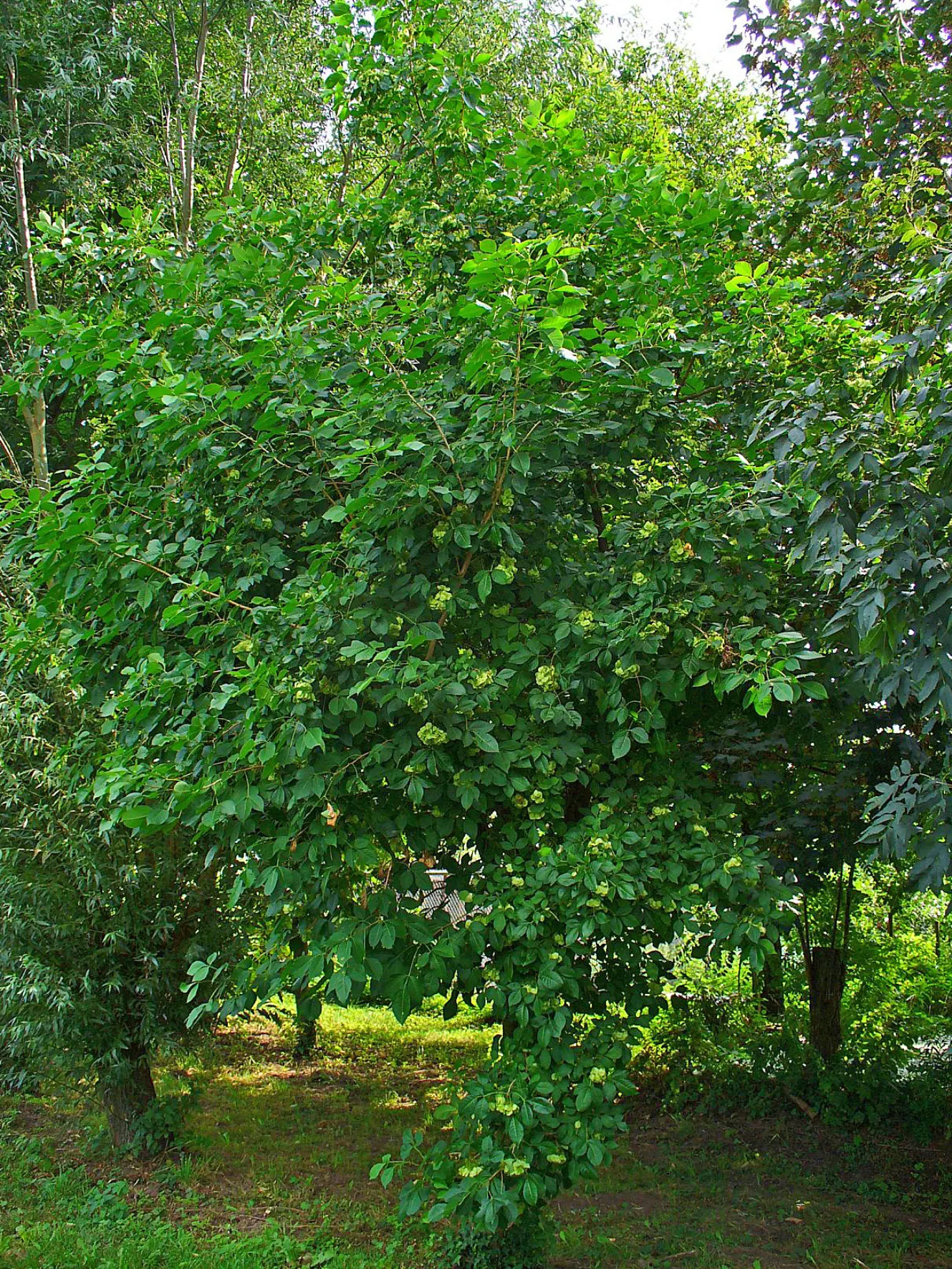 Hop Tree (Ptelea Trifoliata) — this resilient and aesthetically pleasing plant is a superb addition to any landscape tableau