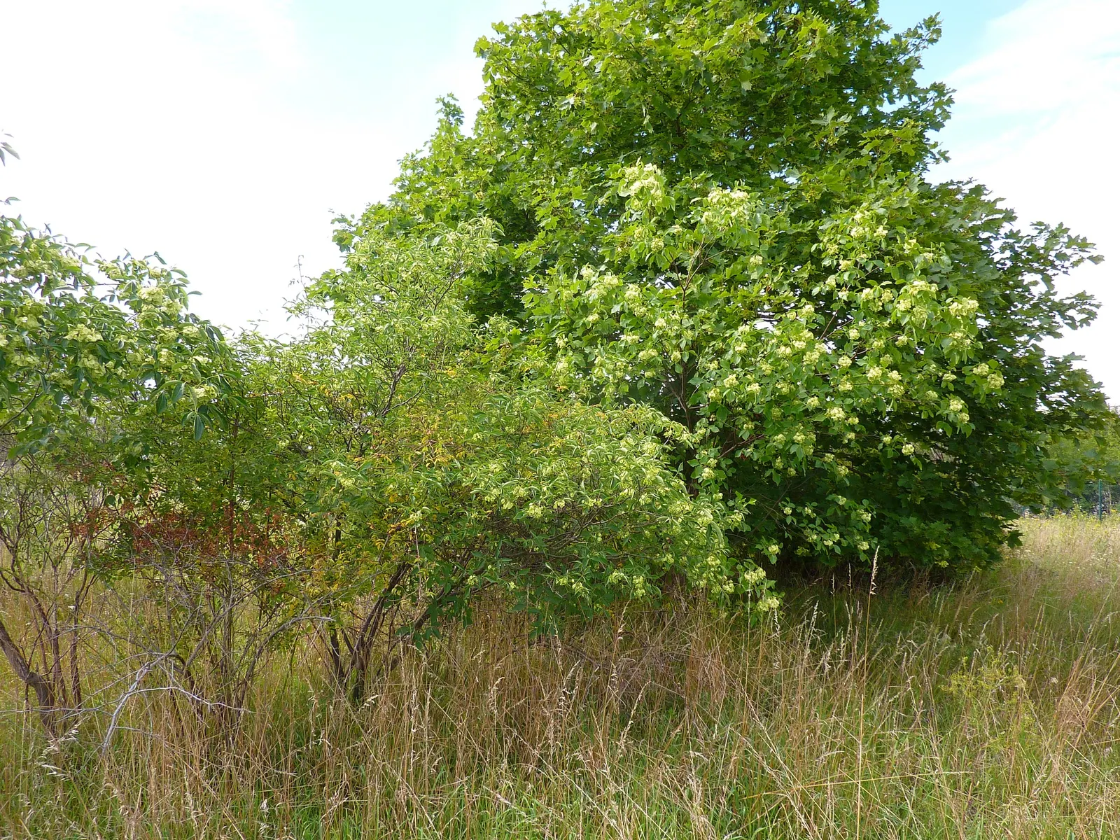 Hop Tree (Ptelea Trifoliata) — contributing year-round interest and ecological benefits; this deciduous shrub/small tree sports trifoliate, image 75