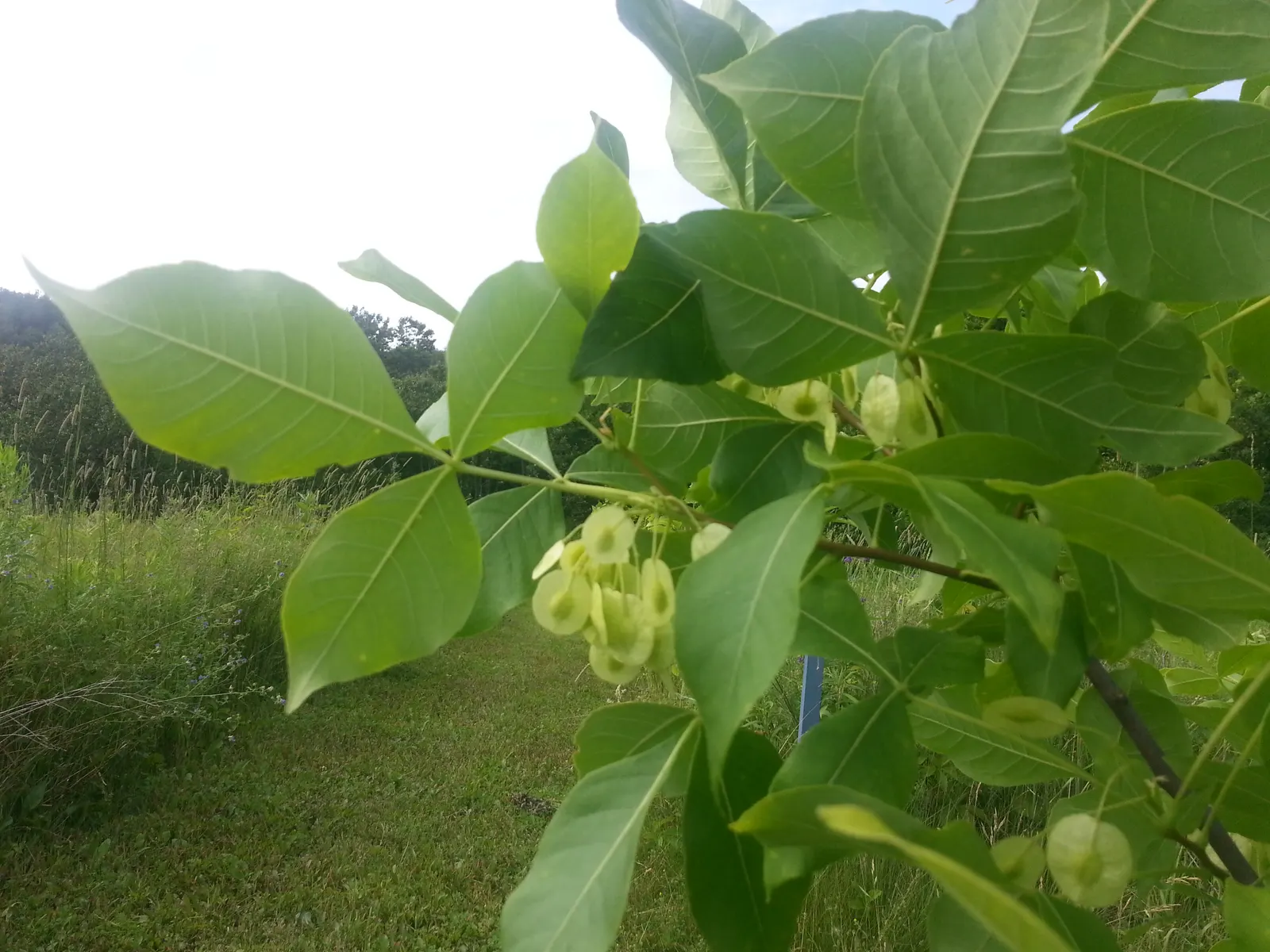 Hop Tree (Ptelea Trifoliata) — scientifically known as Ptelea trifoliata; the Hop Tree, Ptelea trifoliata, thrives in USDA zones 4-9 with a height, image 86