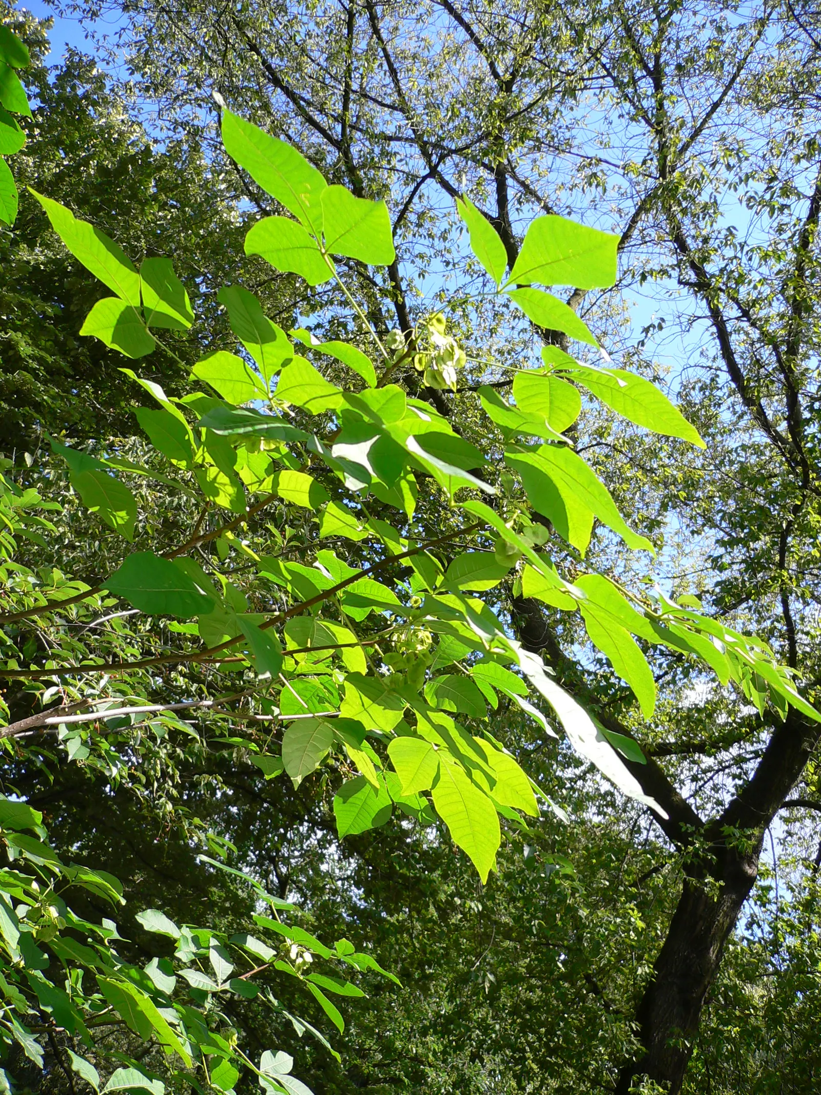 Hop Tree (Ptelea Trifoliata) — providing a vibrant seasonal display; aromatic leaves & clusters of tiny greenish flowers