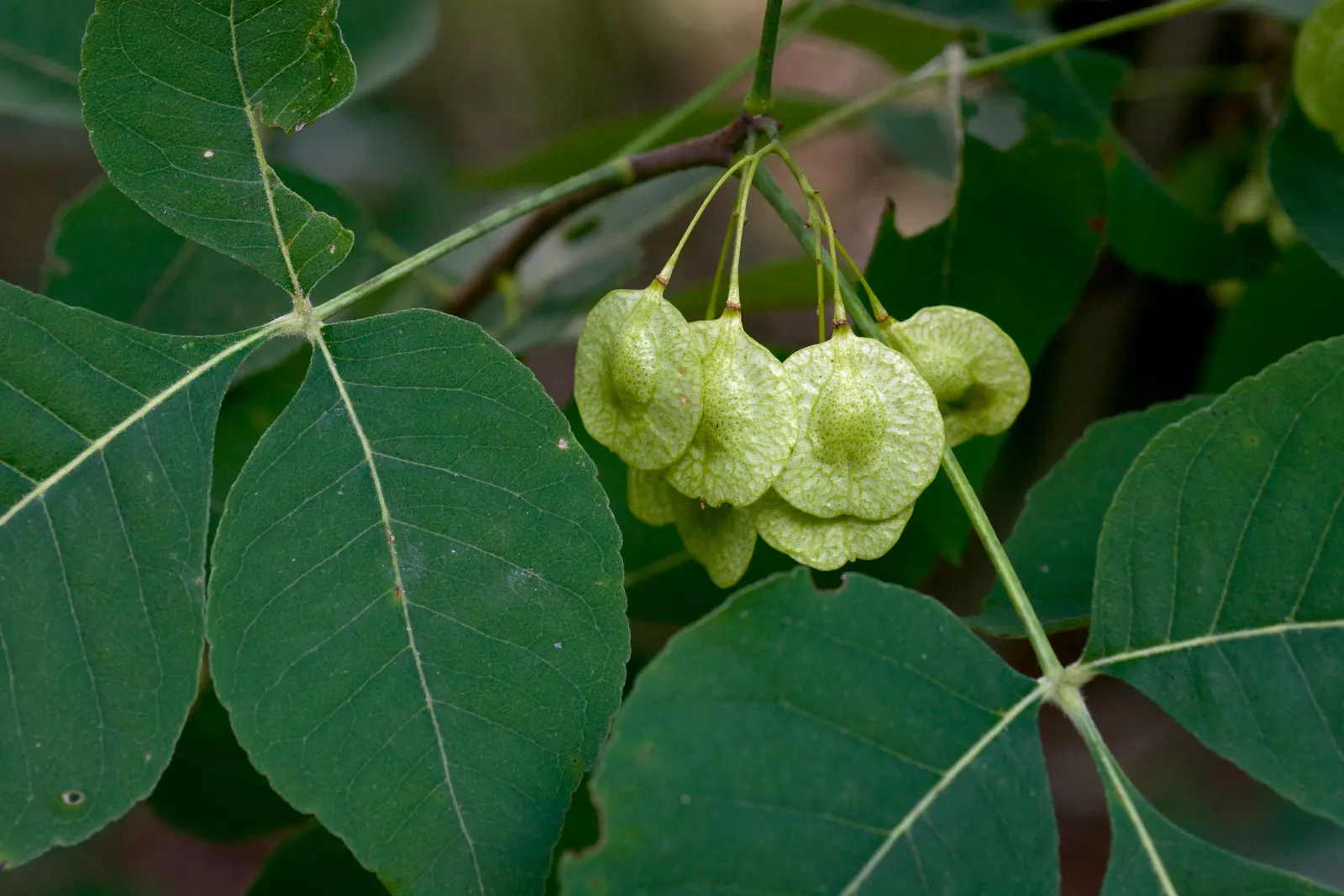 Hop Tree (Ptelea Trifoliata) — this resilient and aesthetically pleasing plant is a superb addition to any landscape tableau; with minimal pruning, image 74