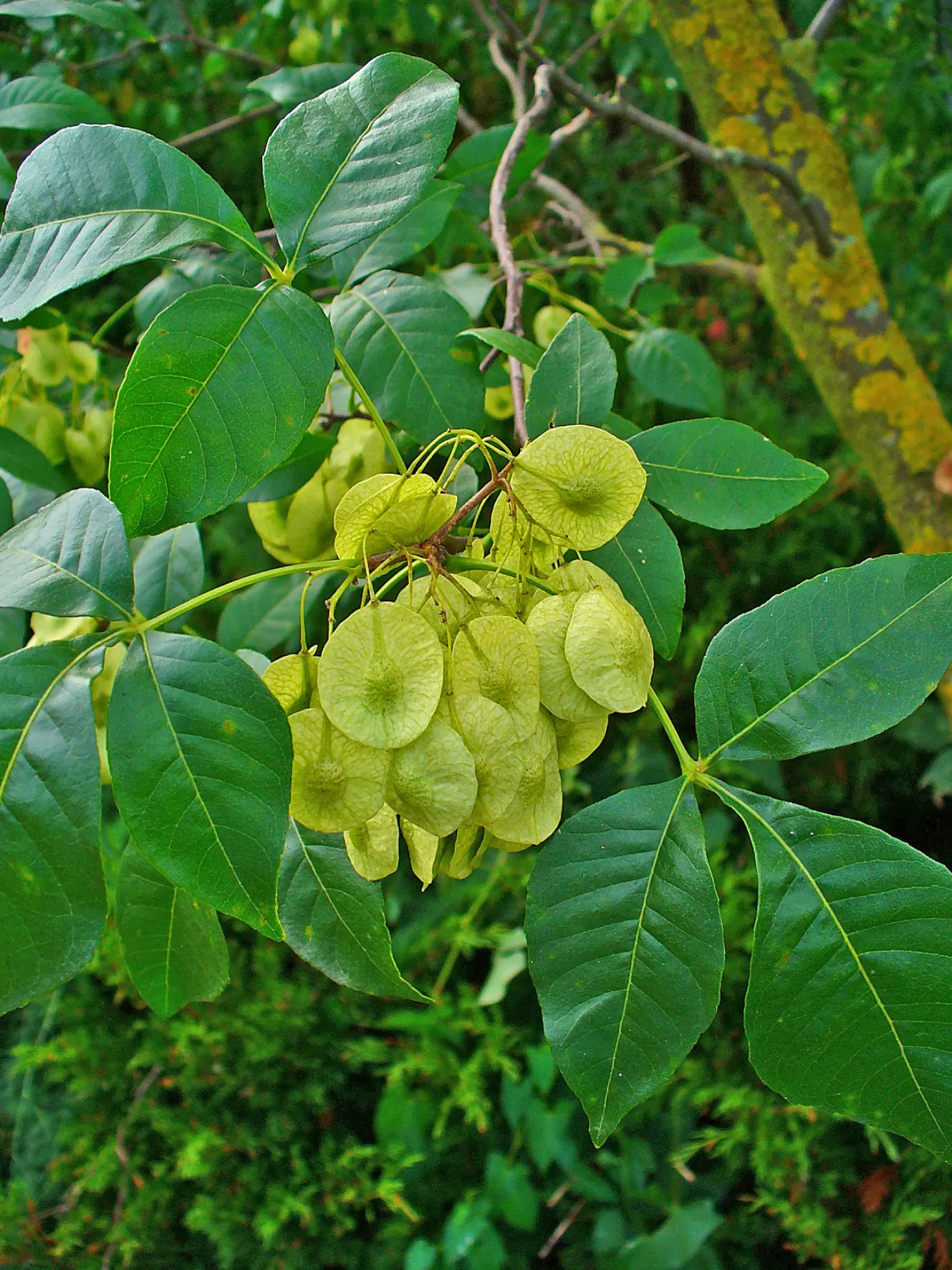 Hop Tree (Ptelea Trifoliata) — The Hop Tree, Ptelea trifoliata, thrives in USDA zones 4-9 with a height & spread of 10-20 ft; beloved by varied, image 79