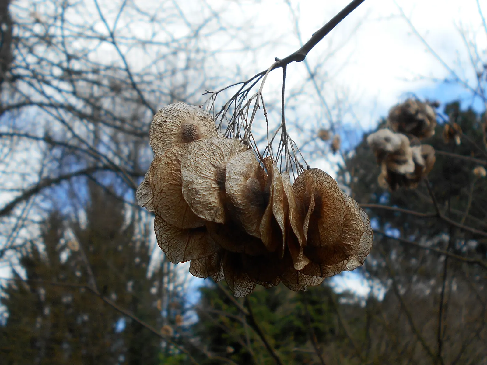 Hop Tree (Ptelea Trifoliata) — which resemble hops and were used as a substitute for brewing in the past; the Hop Tree thrives in a range of soil, image 66