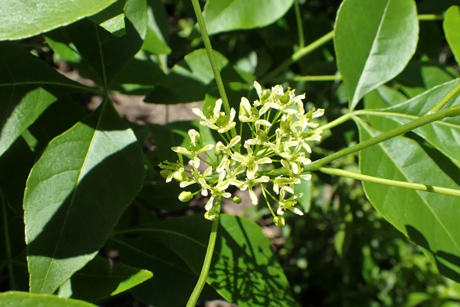 Hop Tree (Ptelea Trifoliata) — aromatic leaves & clusters of tiny greenish flowers; it is notably drought-resistant once established, making it a, image 55